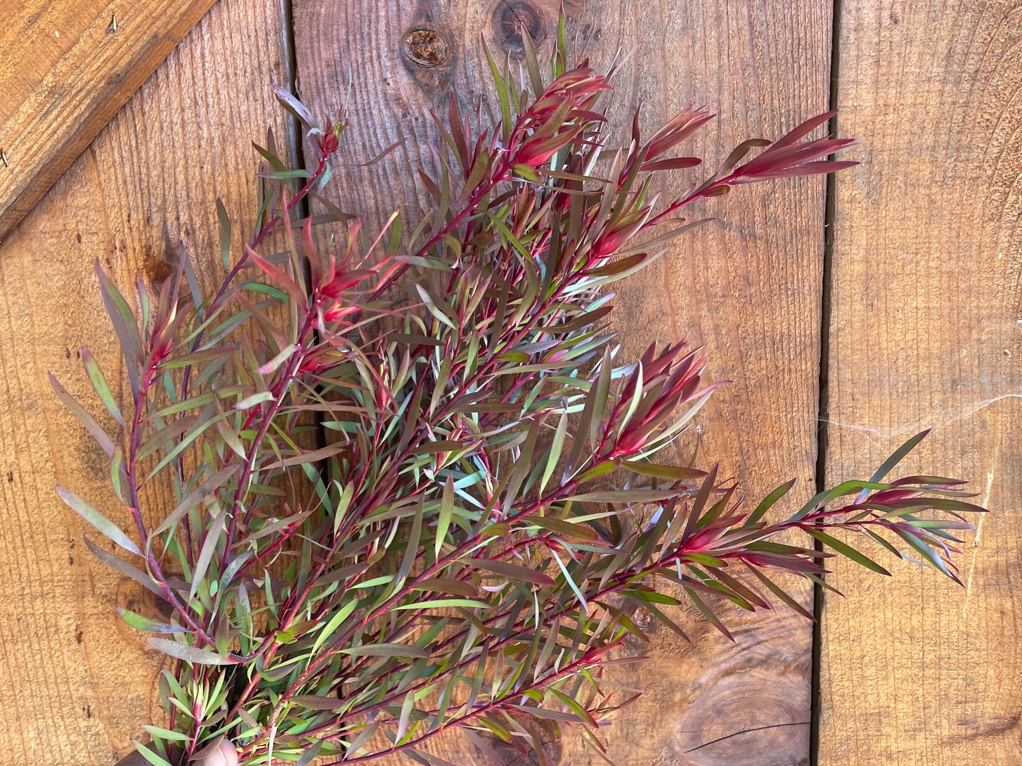 LEUCADENDRON salignum Chief