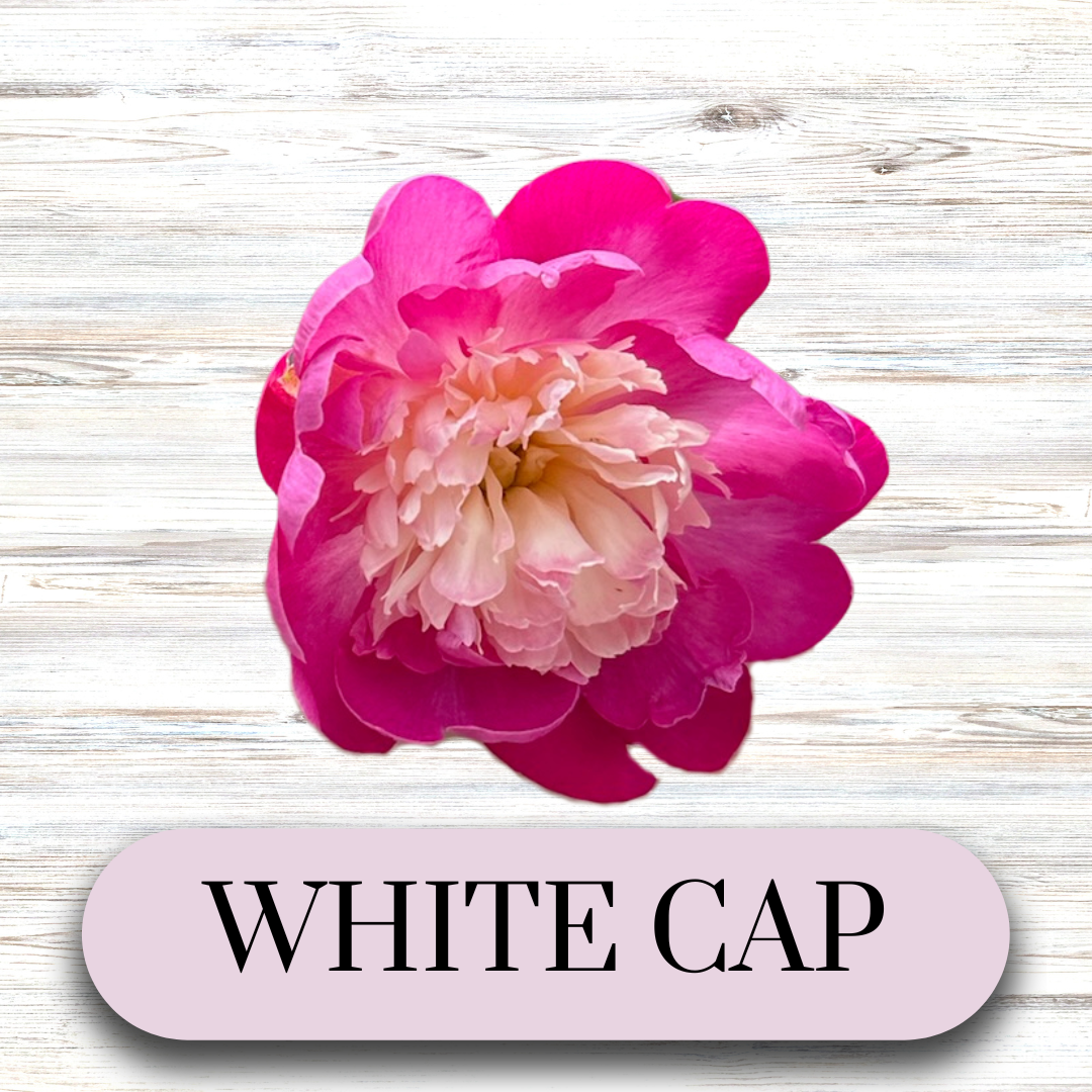 PAEONIA lactiflora White Cap