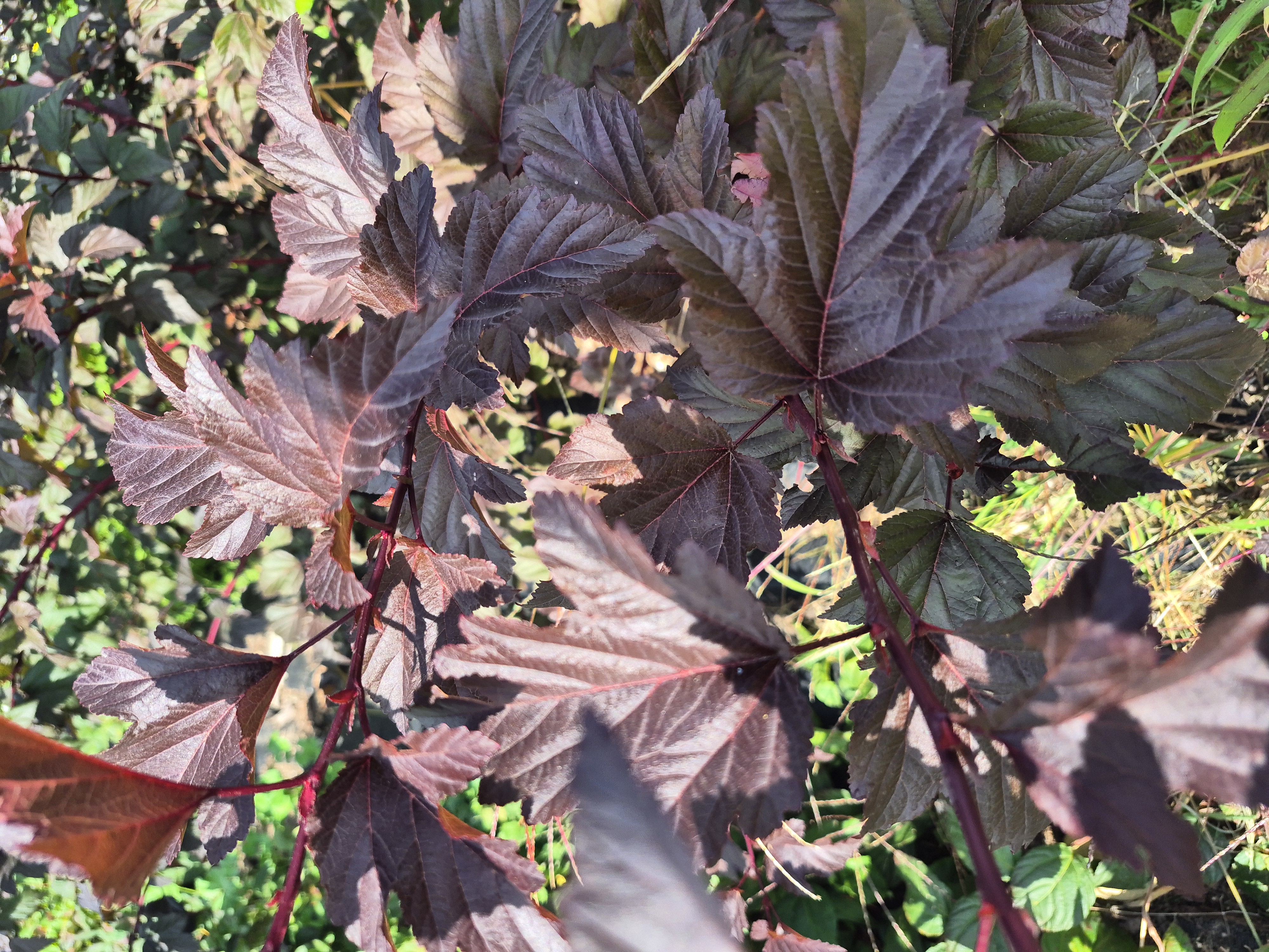 PHYSOCARPUS opulifolius Ginger Wine