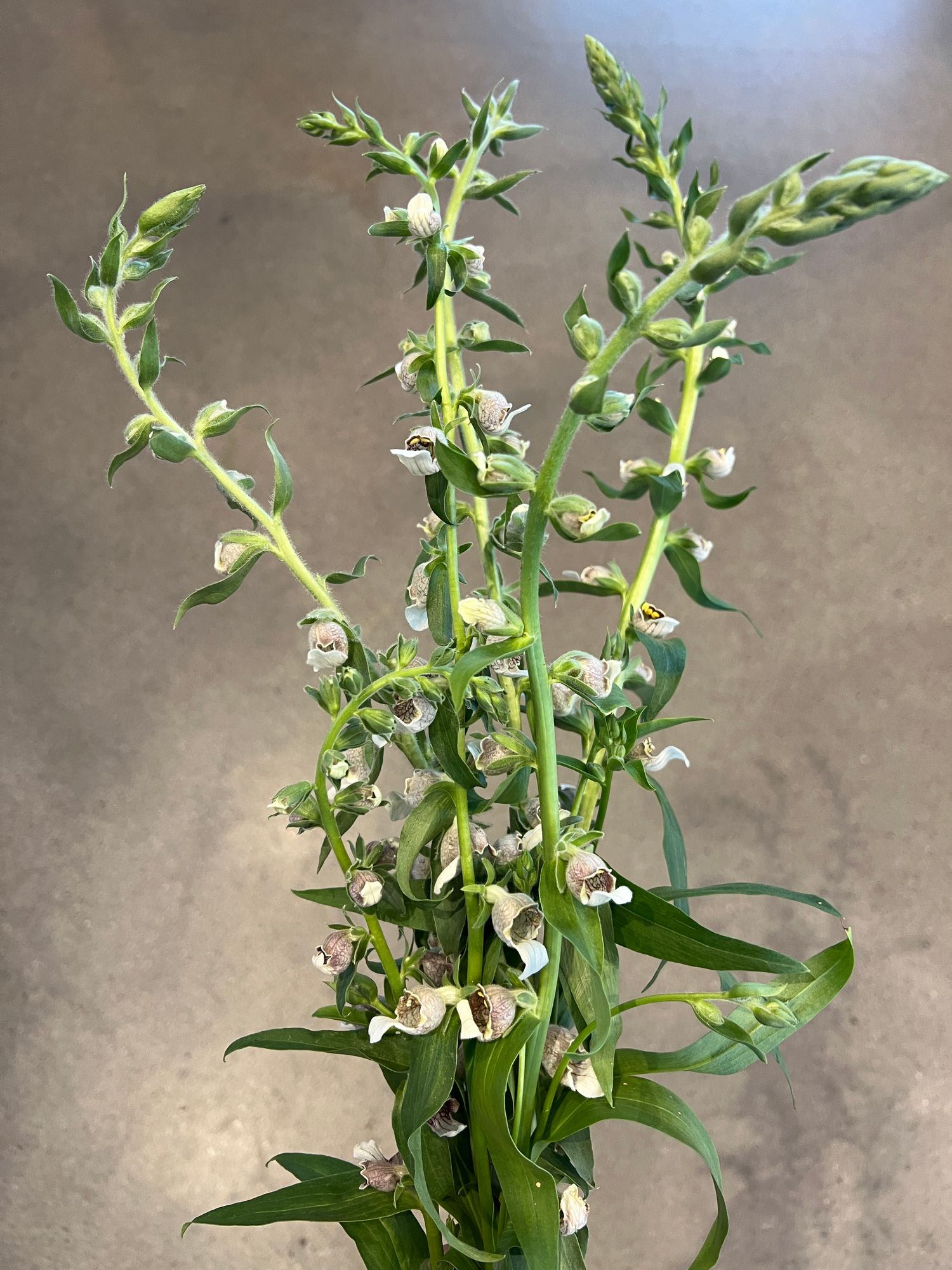 DIGITALIS lanata Cafe Cream