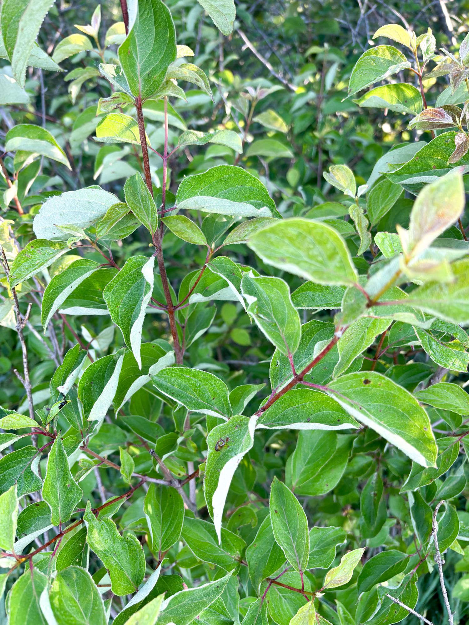 CORNUS