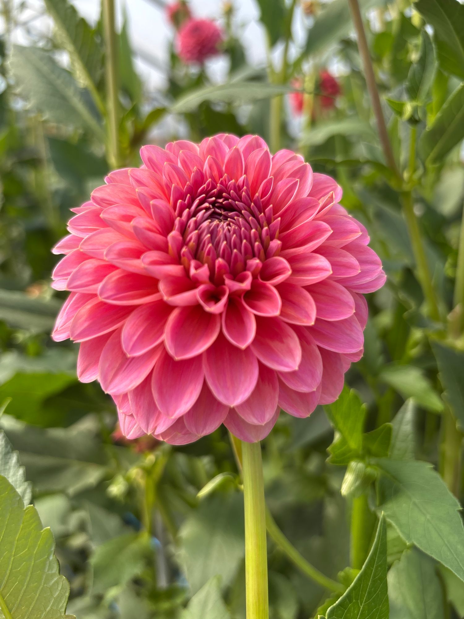 DAHLIA Pink Runner