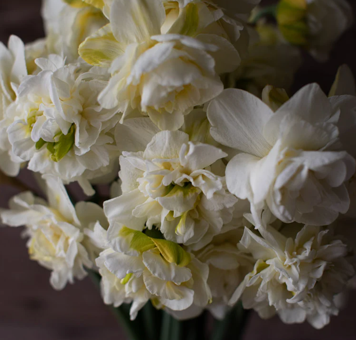 NARCISSUS Obdam
