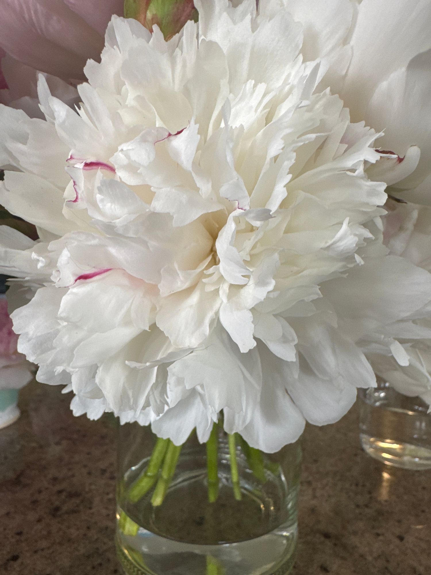PAEONIA