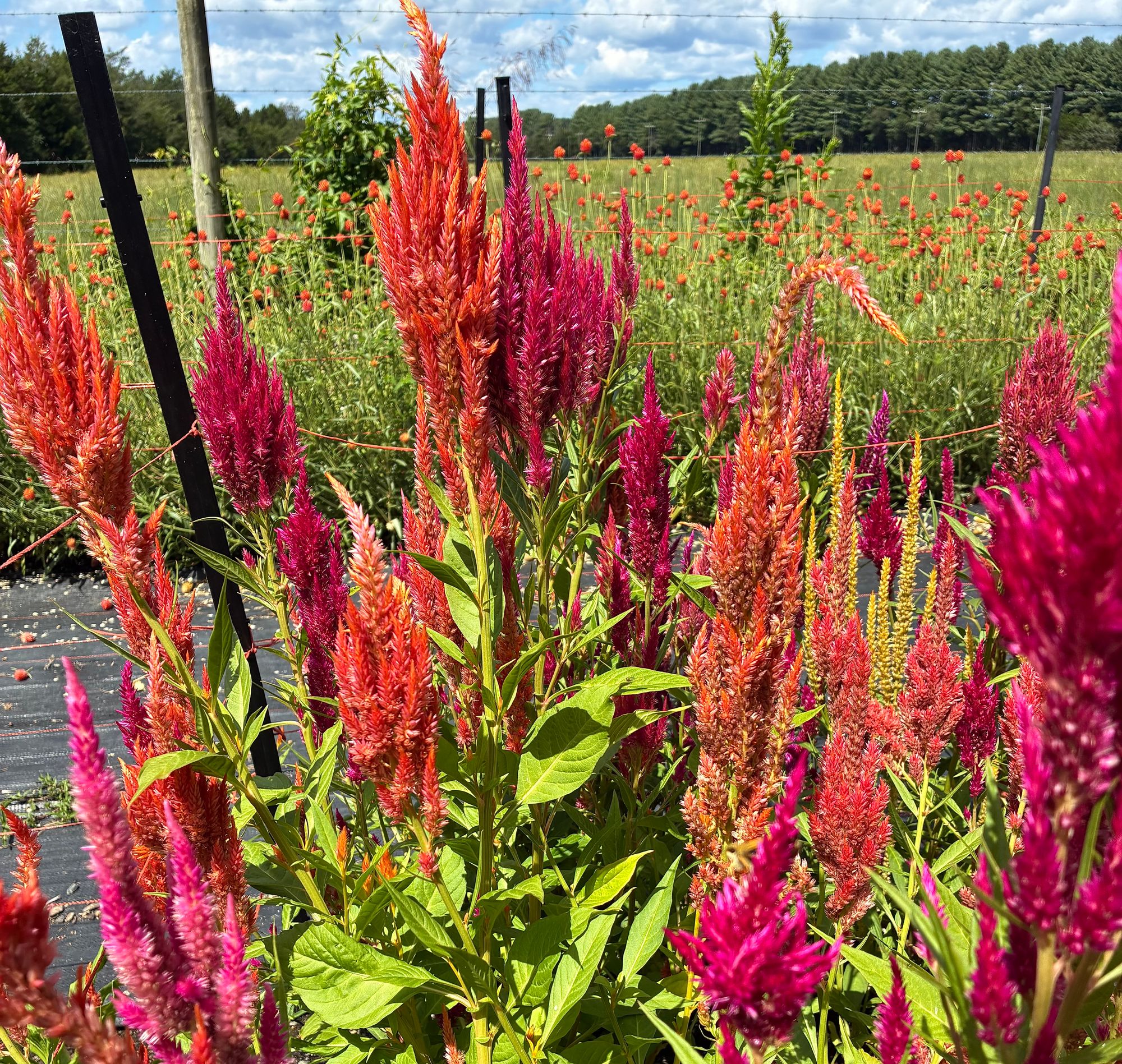 CELOSIA argentea var. plumosa Sunday Series