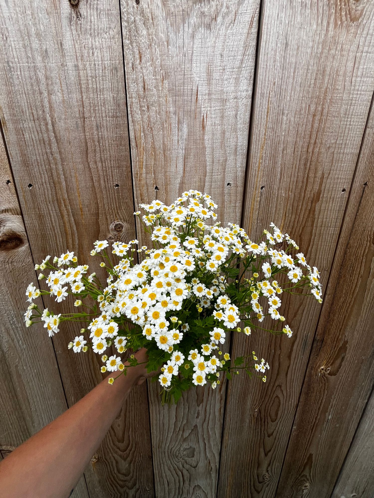 TANACETUM parthenium Magic Single