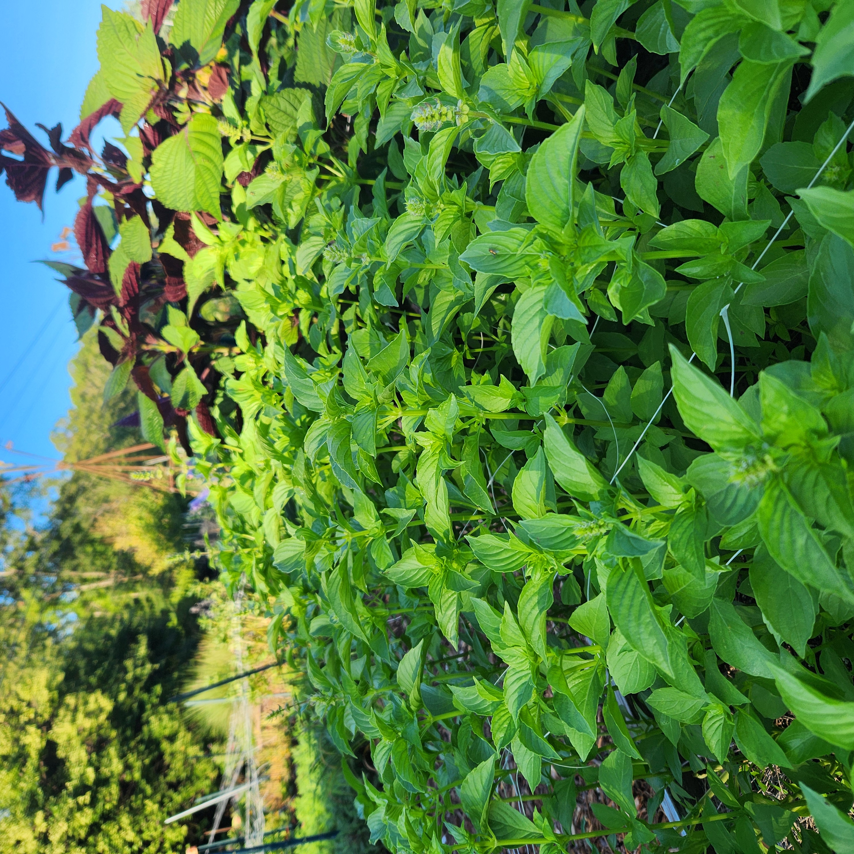 OCIMUM basilicum Citriodora