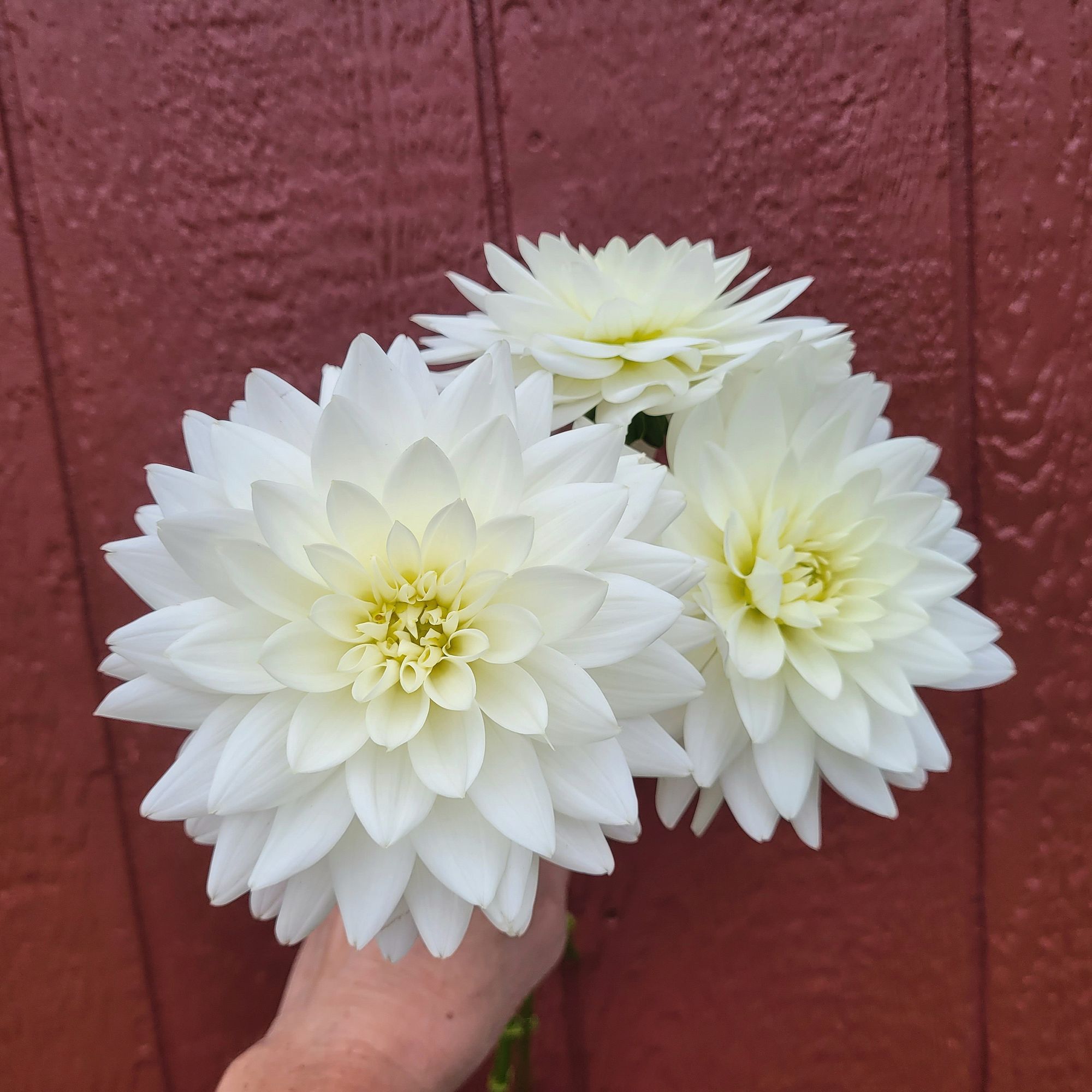 DAHLIA Karma Maarten Zwaan