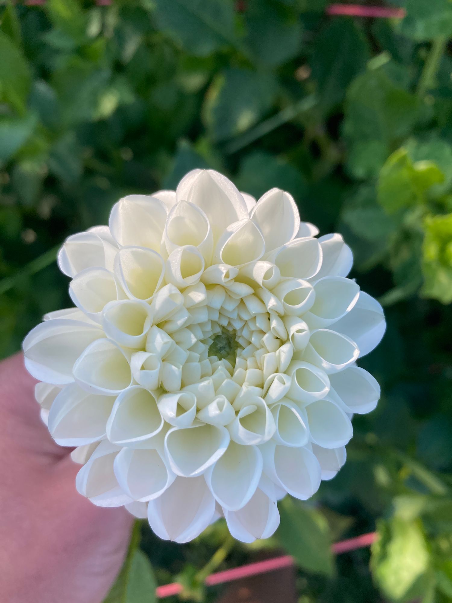 DAHLIA Orsett Beauty