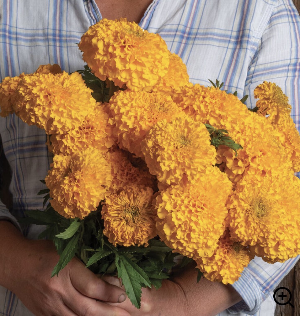 TAGETES erecta Coco