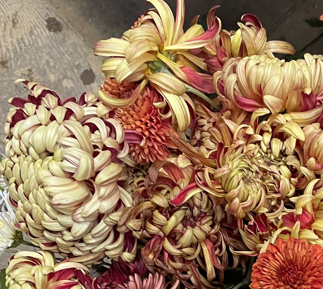 CHRYSANTHEMUM