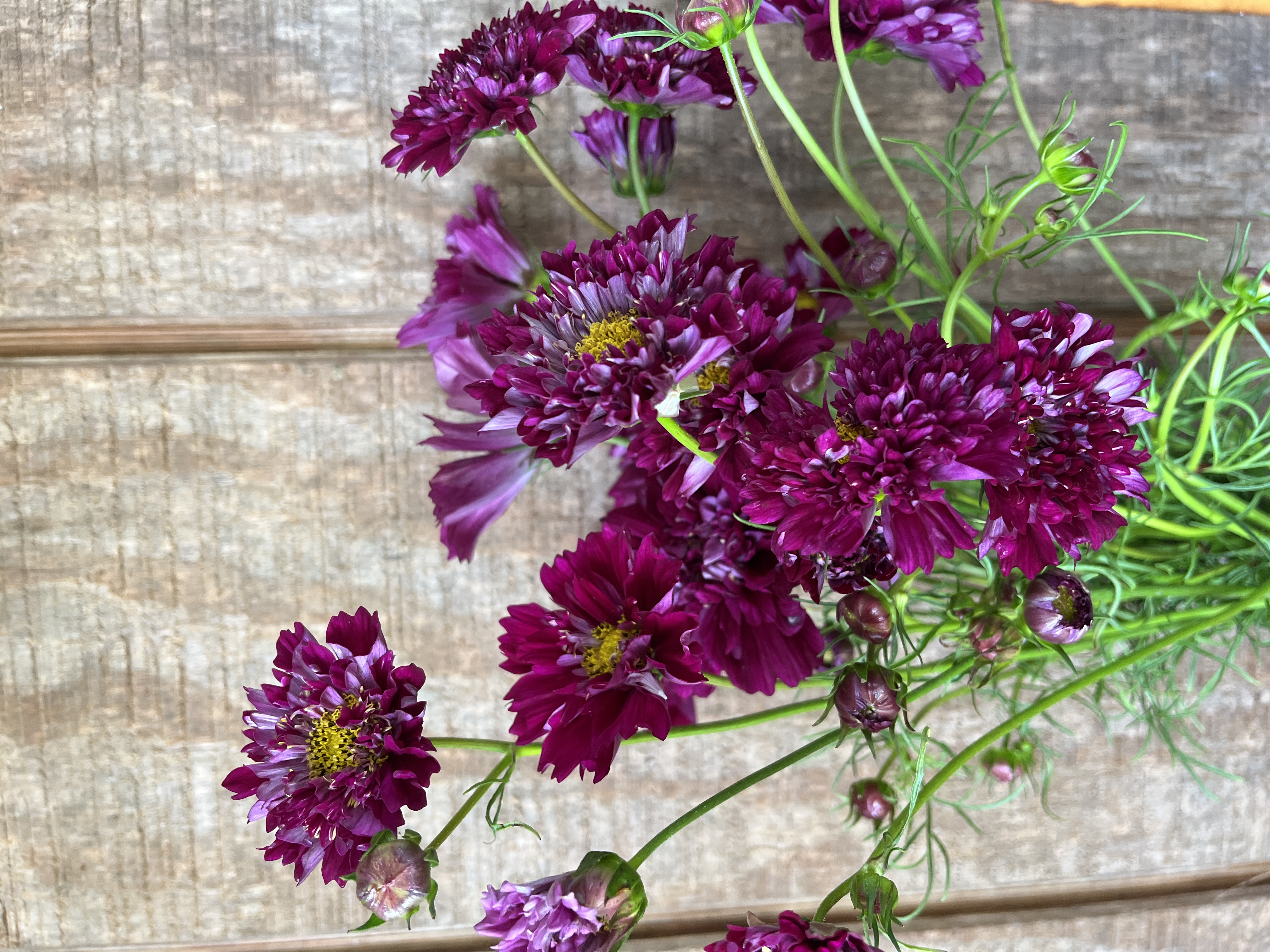 COSMOS bipinnatus Double Click Cranberry