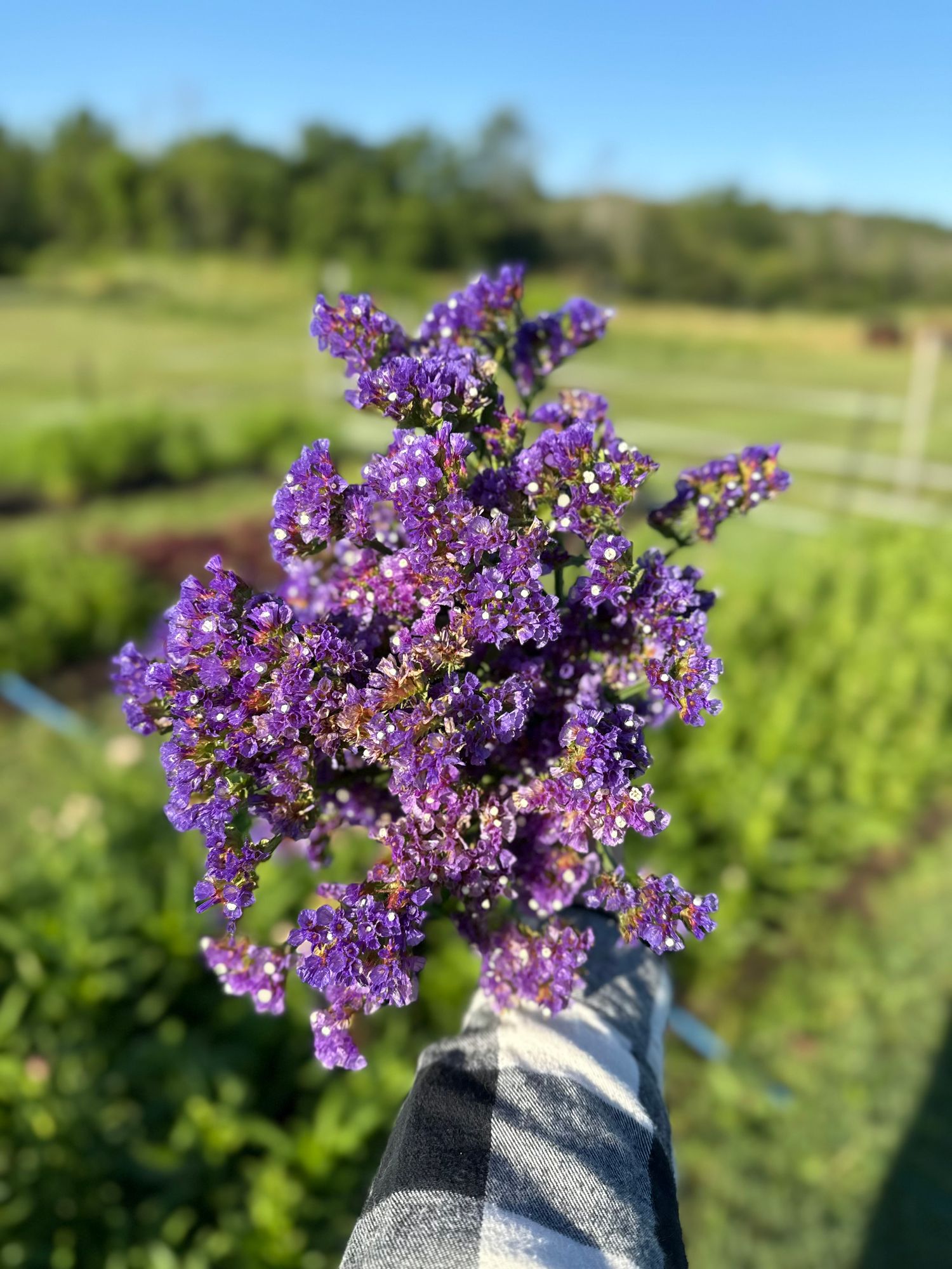 LIMONIUM sinuatum Seeker