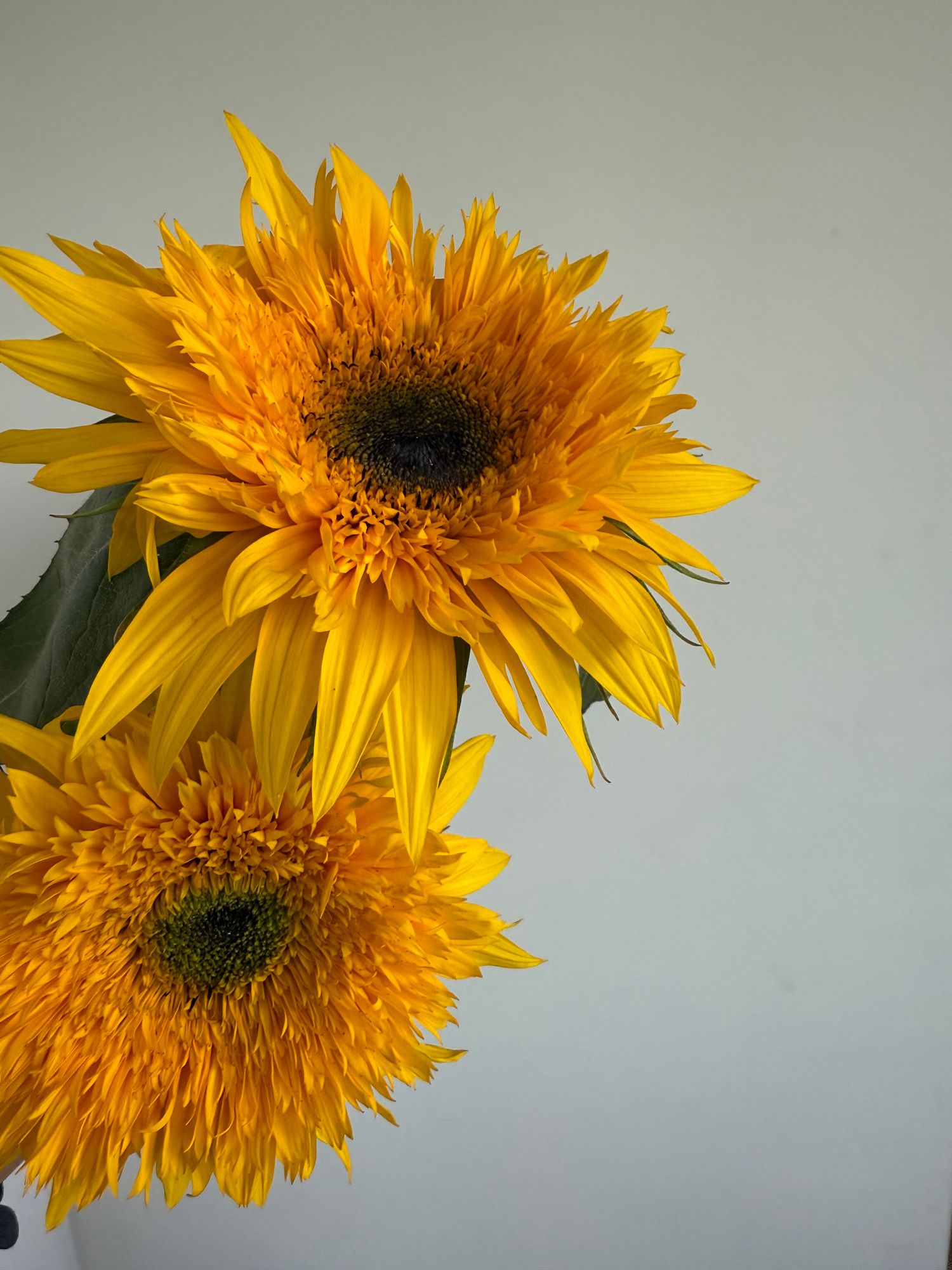 HELIANTHUS annuus Panache