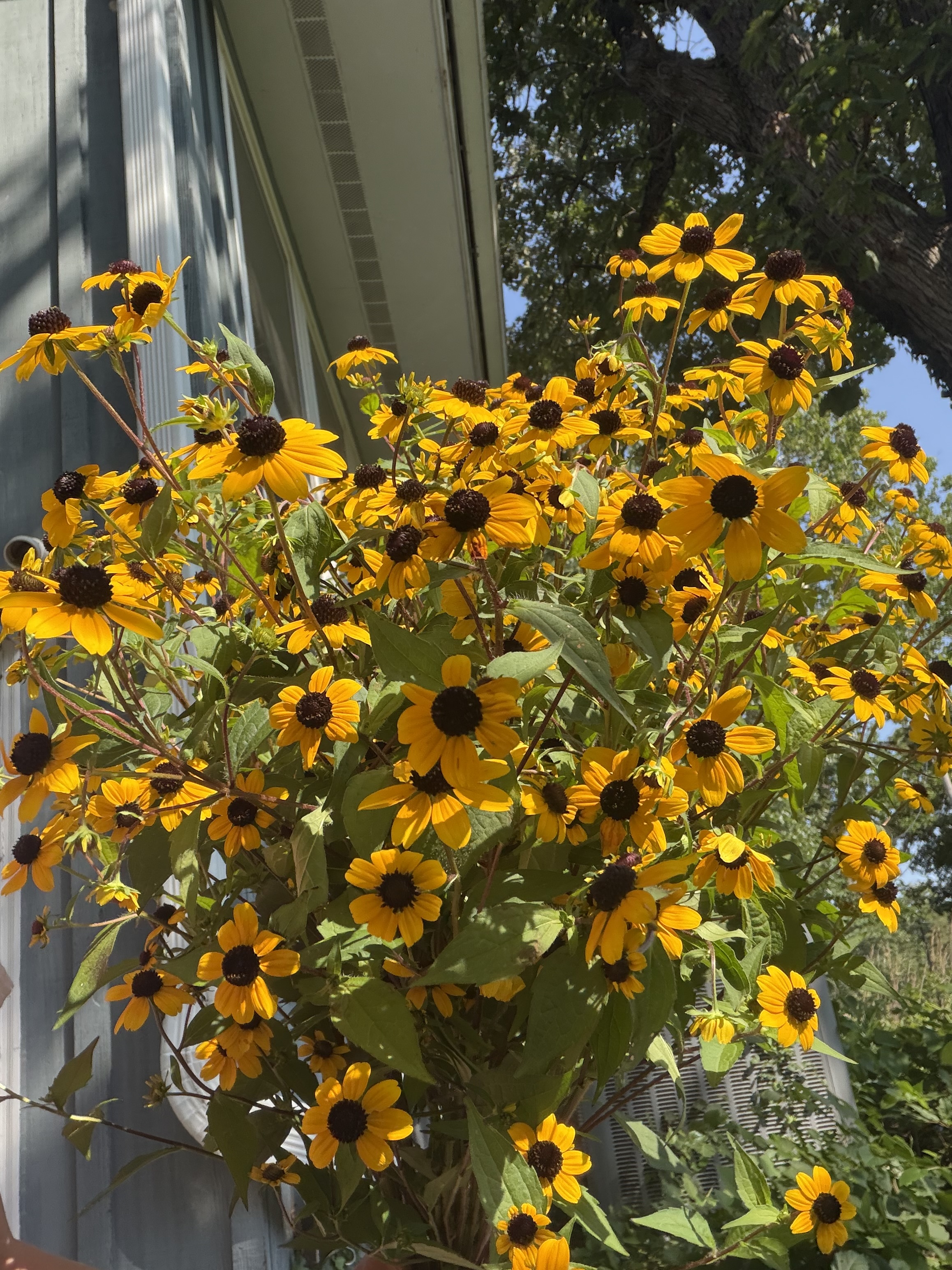 RUDBECKIA triloba