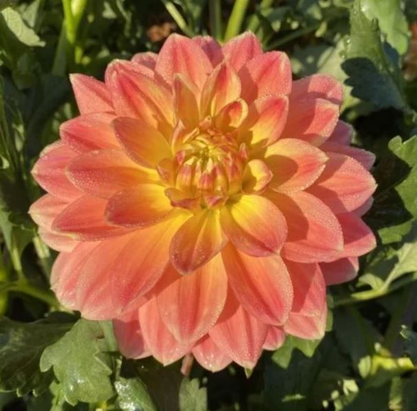 Potted Dahlia Plants - October Sky