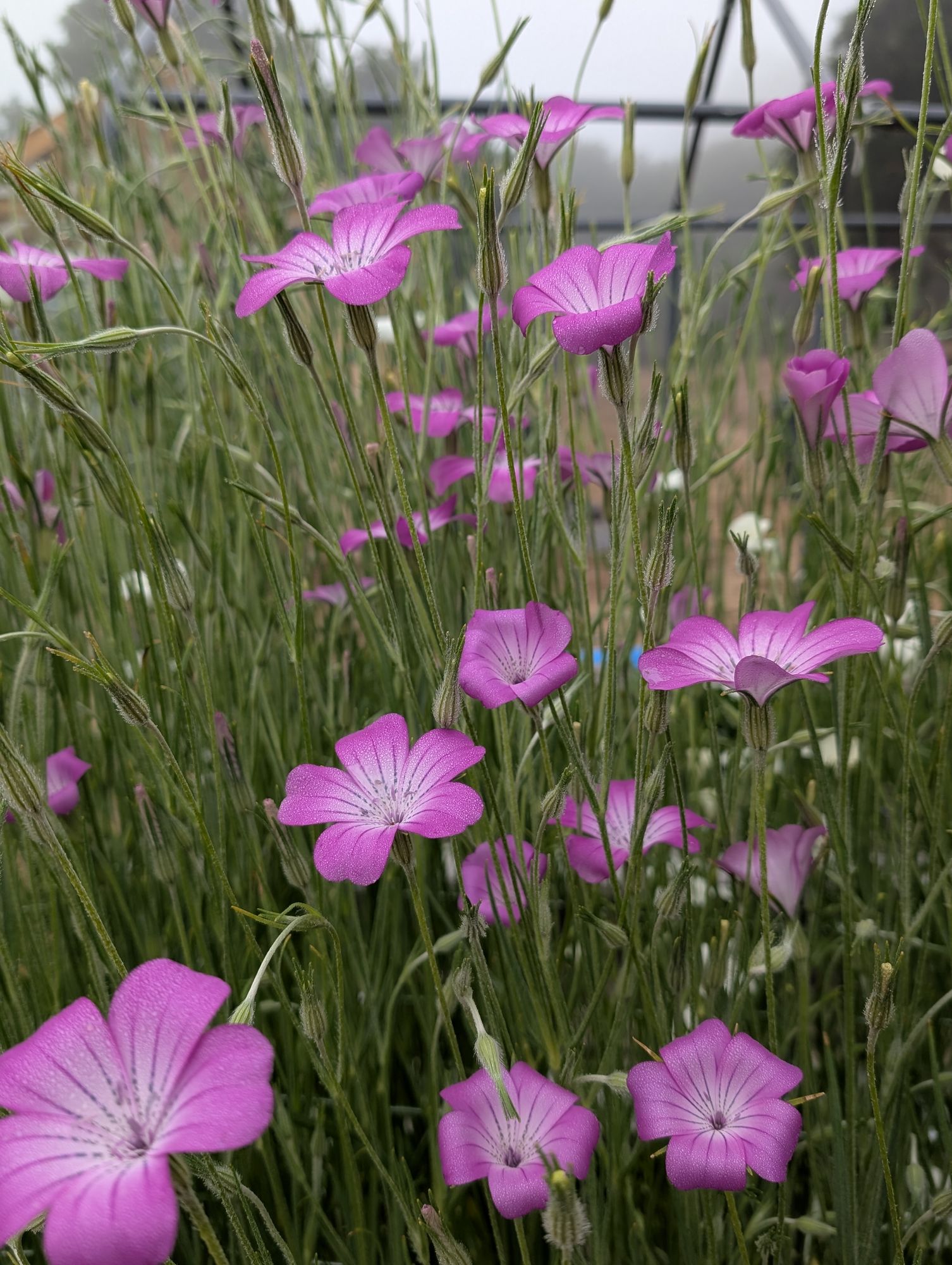 AGROSTEMMA githago Purple Queen