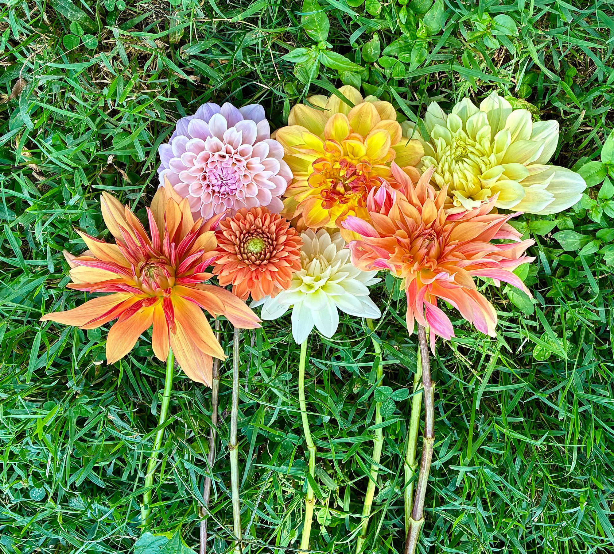 DAHLIA