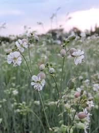 SILENE vulgaris