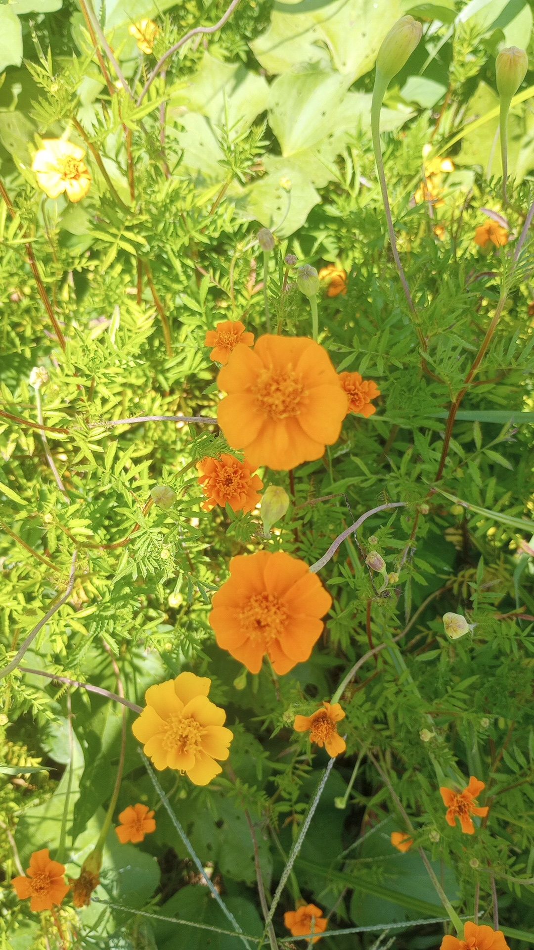 TAGETES tenuifolia