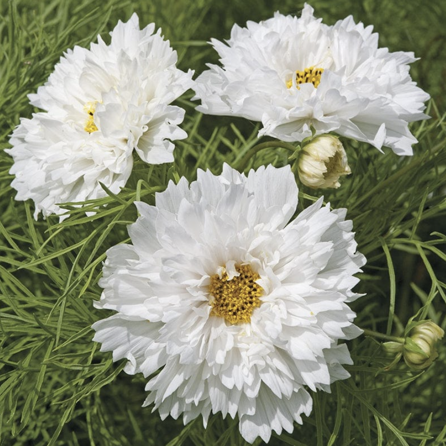 COSMOS bipinnatus Double Click Snow Puff