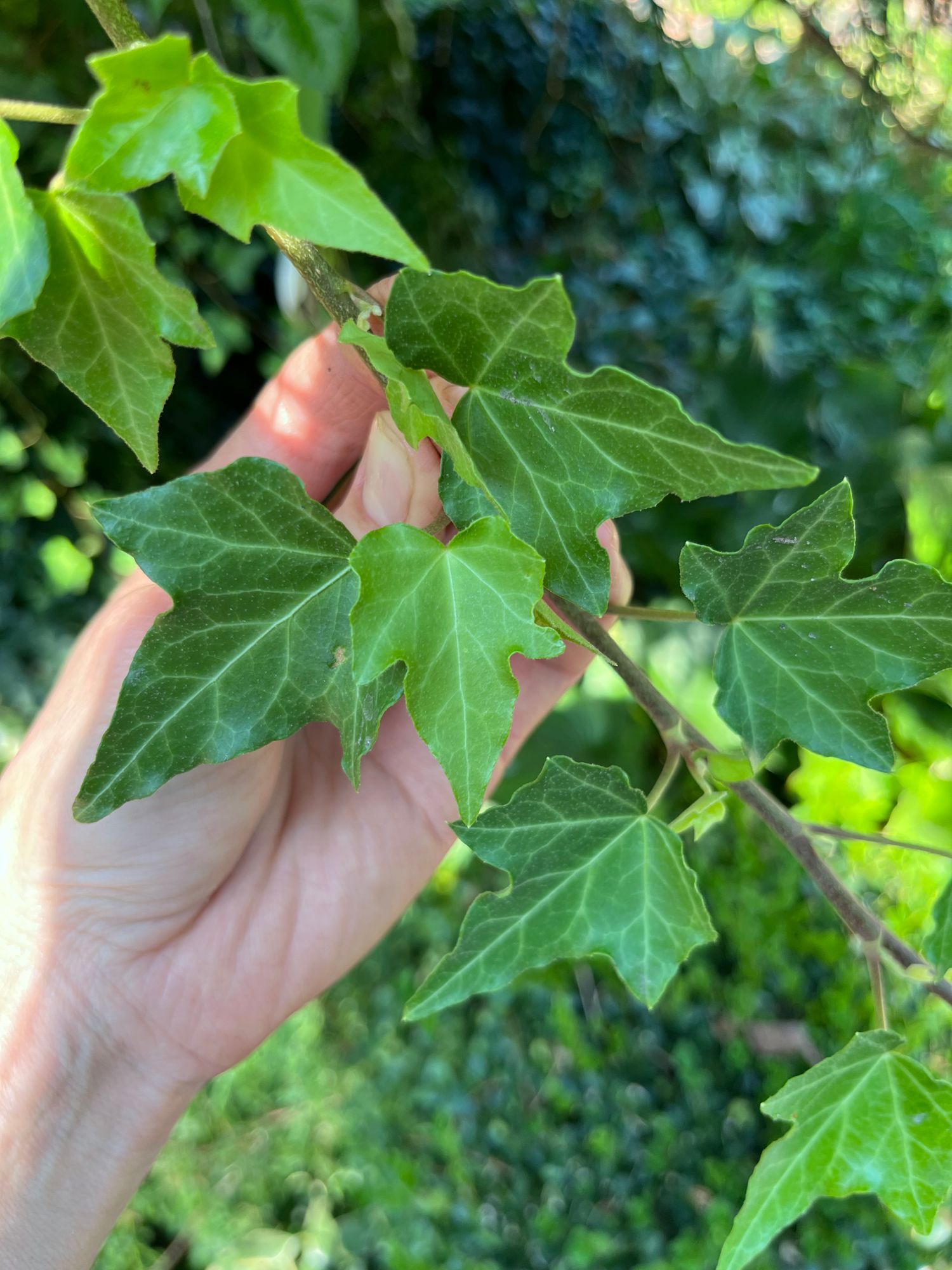 HEDERA helix Variegata