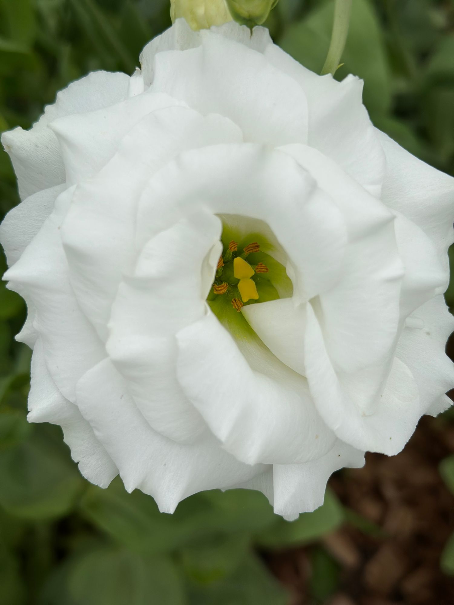 EUSTOMA grandiflorum Corelli