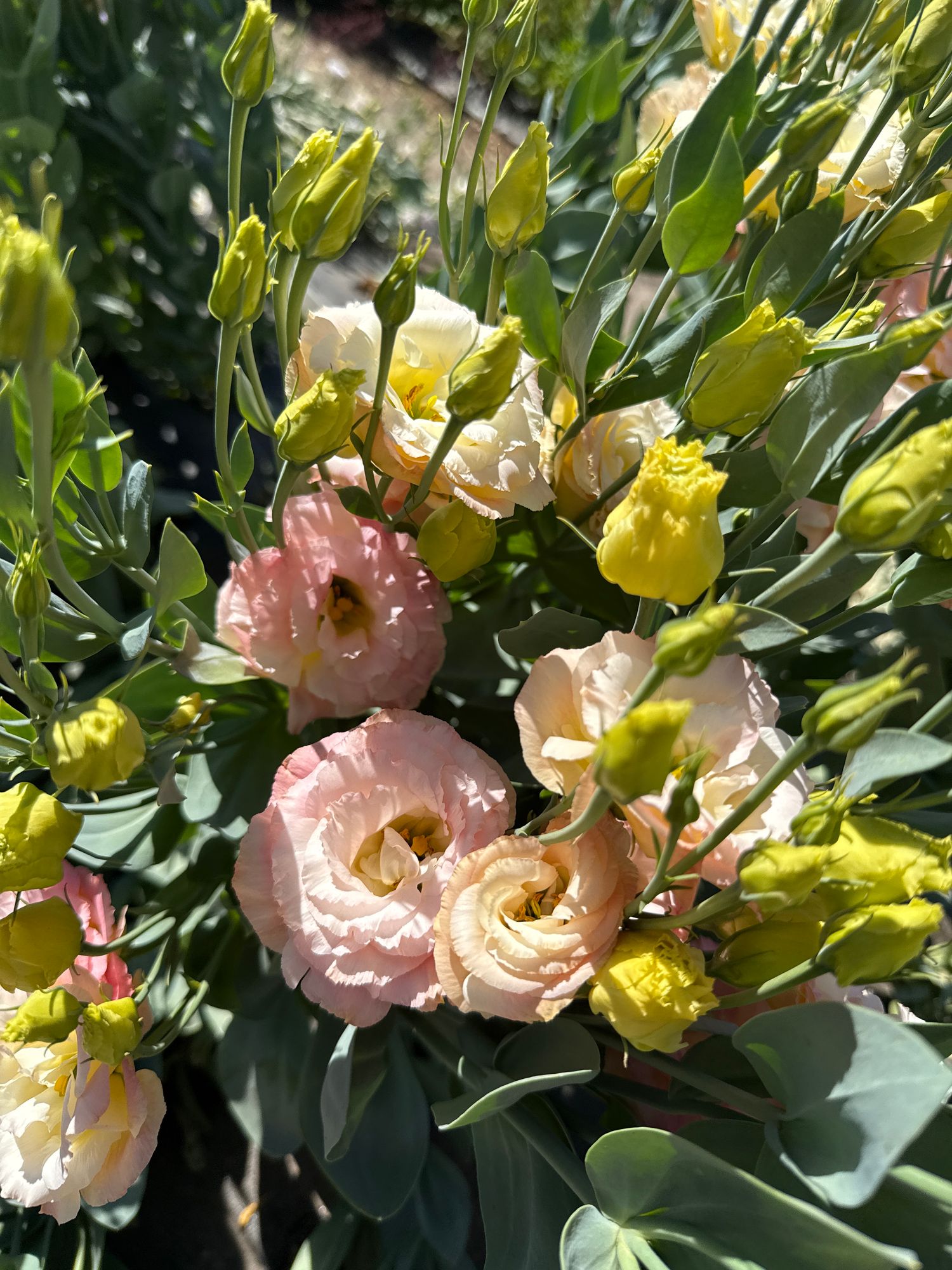 EUSTOMA grandiflorum Voyage Champagne