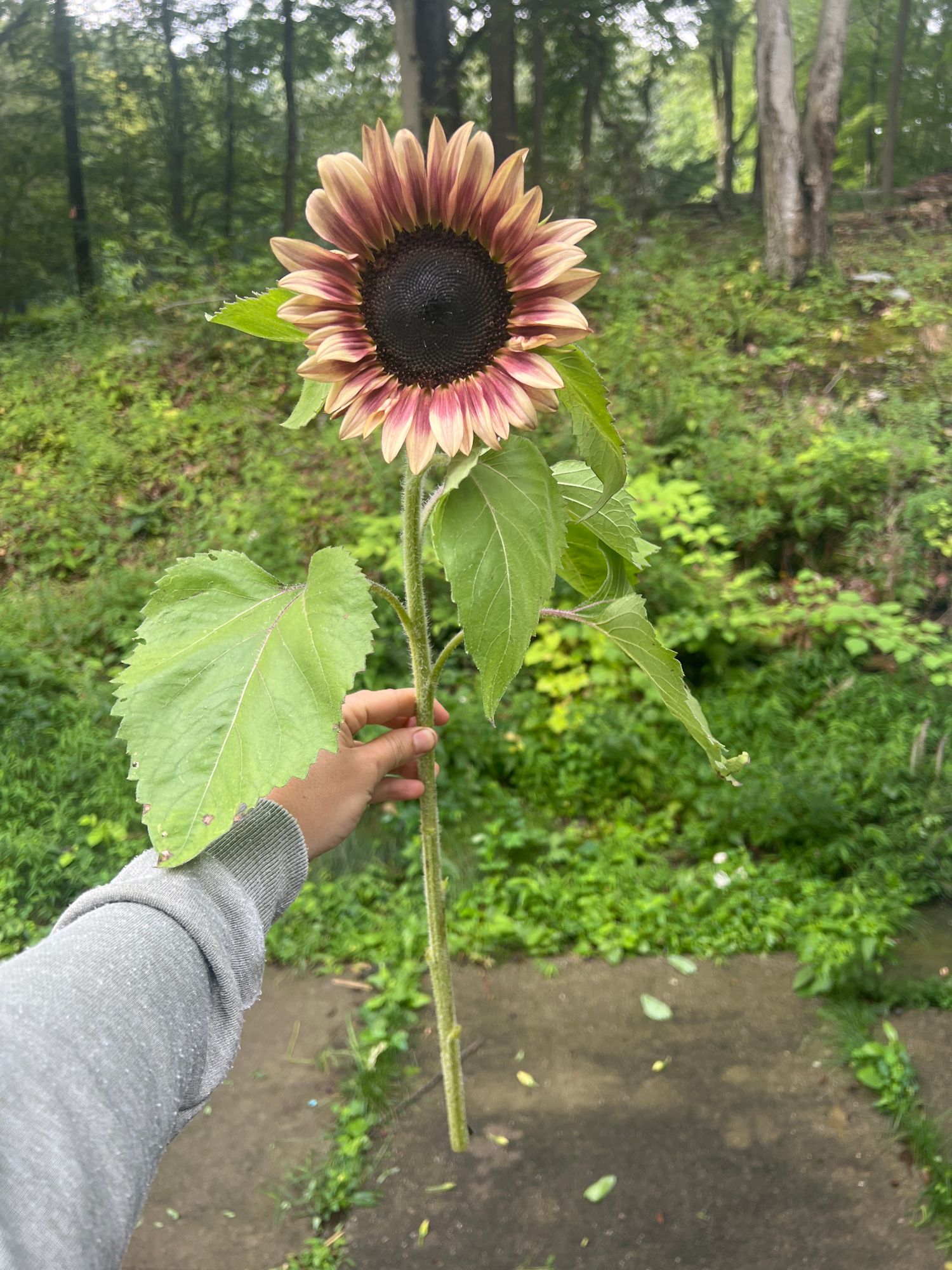 HELIANTHUS annuus ProCut Plum