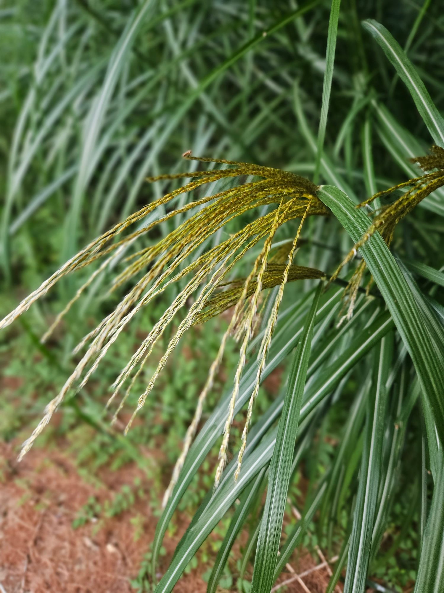 ORNAMENTAL GRASS