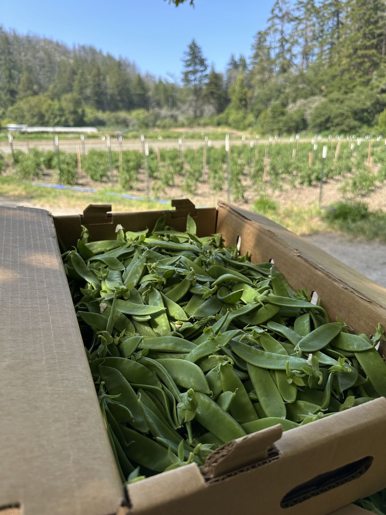 Organic Snow Peas