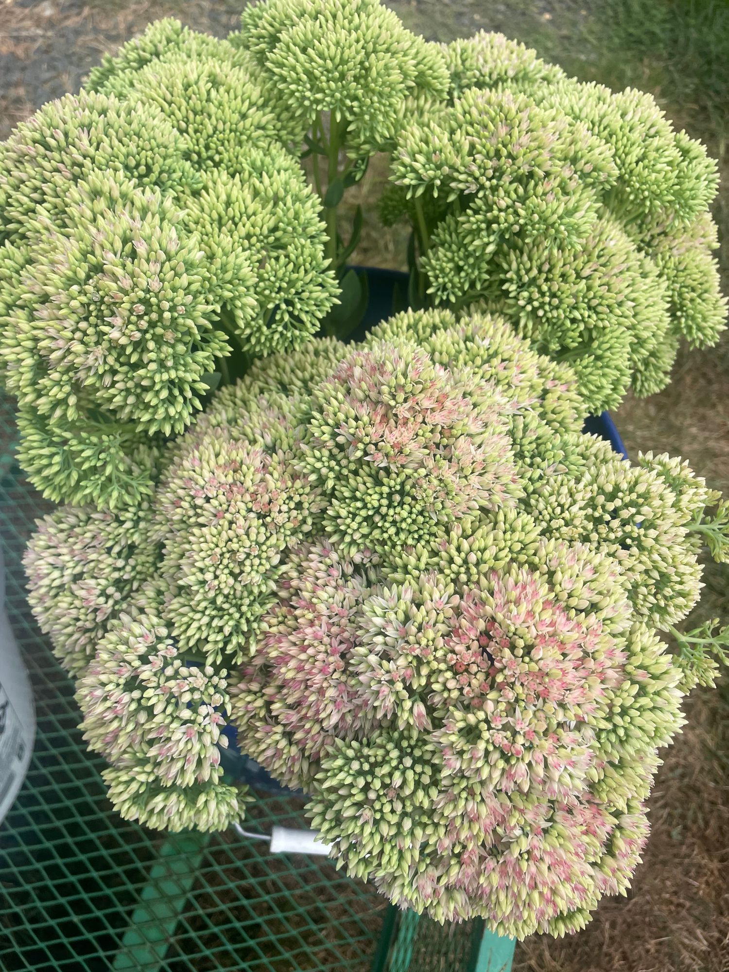 SEDUM