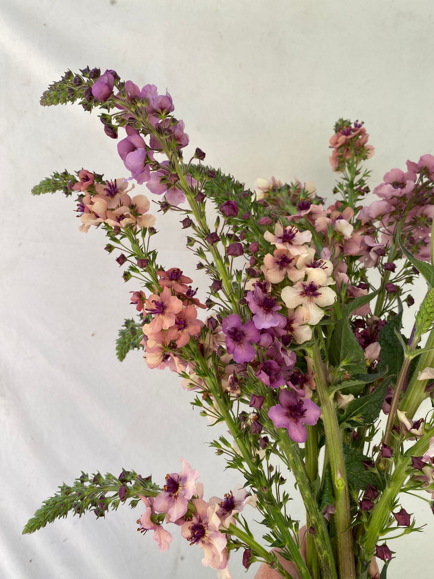 VERBASCUM x Southern Charm