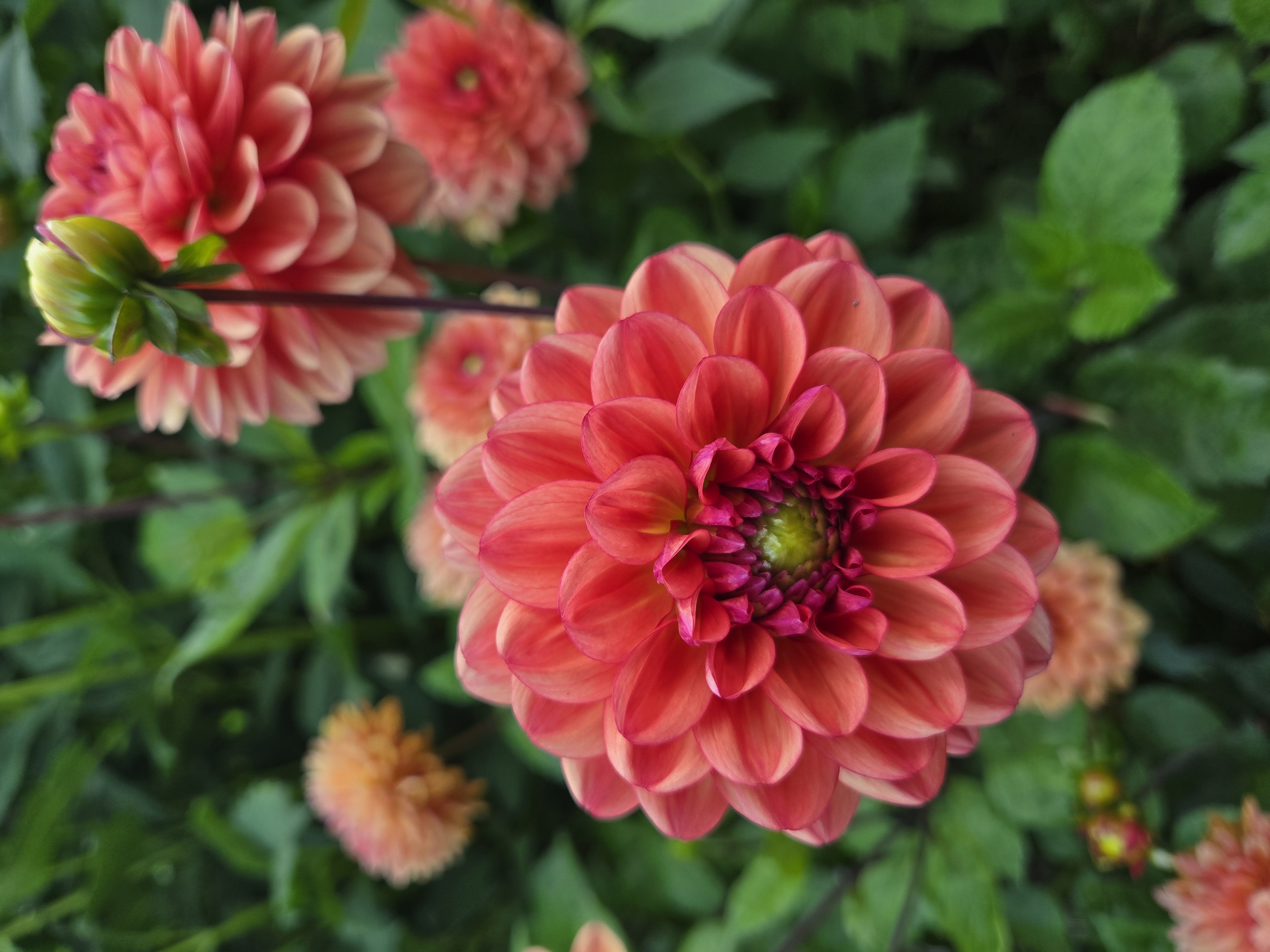 DAHLIA Orange Girl