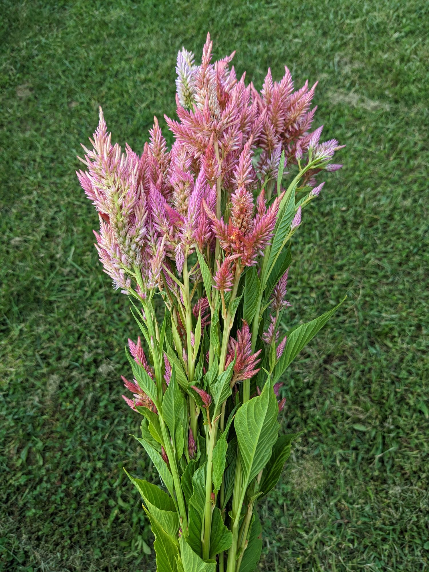 CELOSIA argentea var. plumosa Rainbow Sherbet