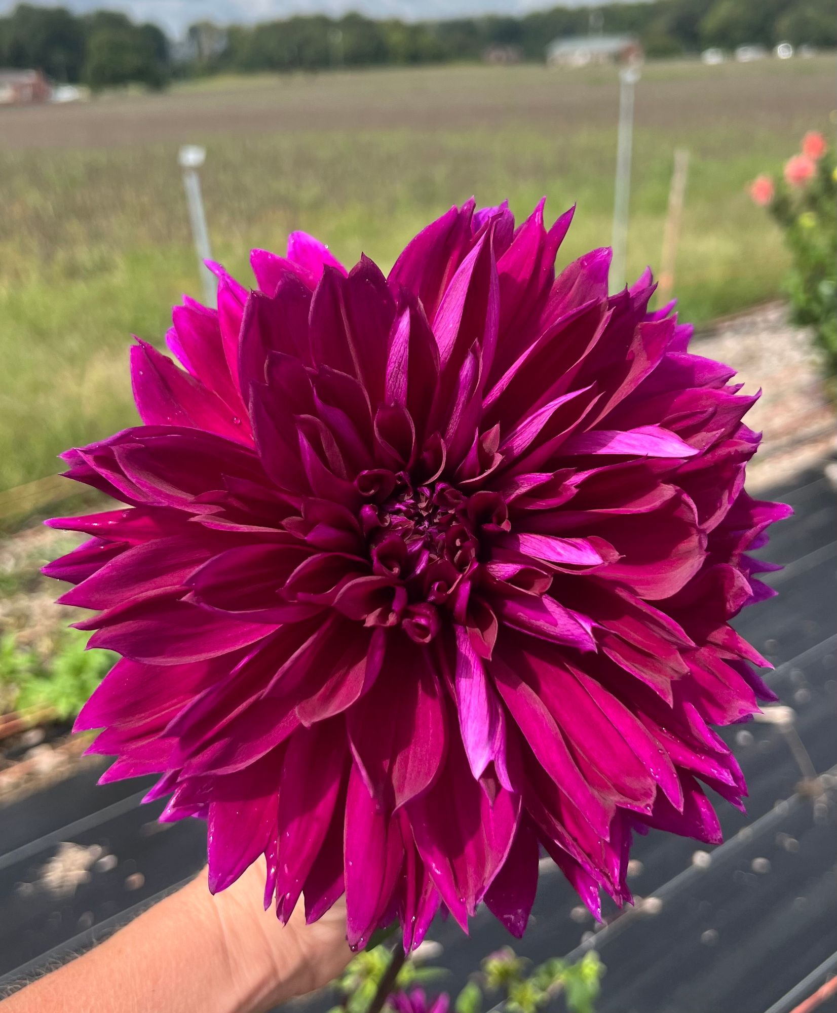 DAHLIA Dinner Plate