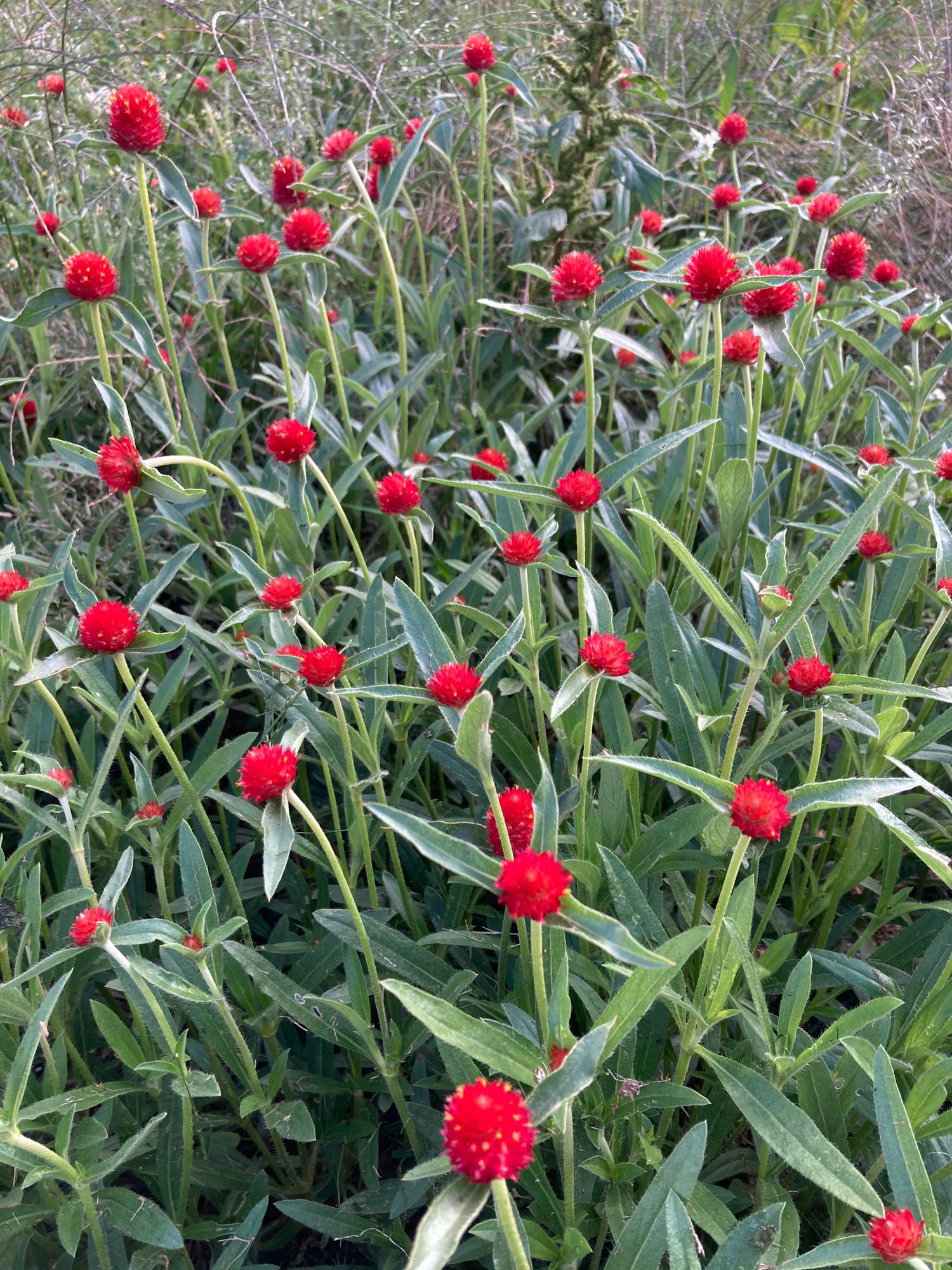 GOMPHRENA haageana Strawberry Fields