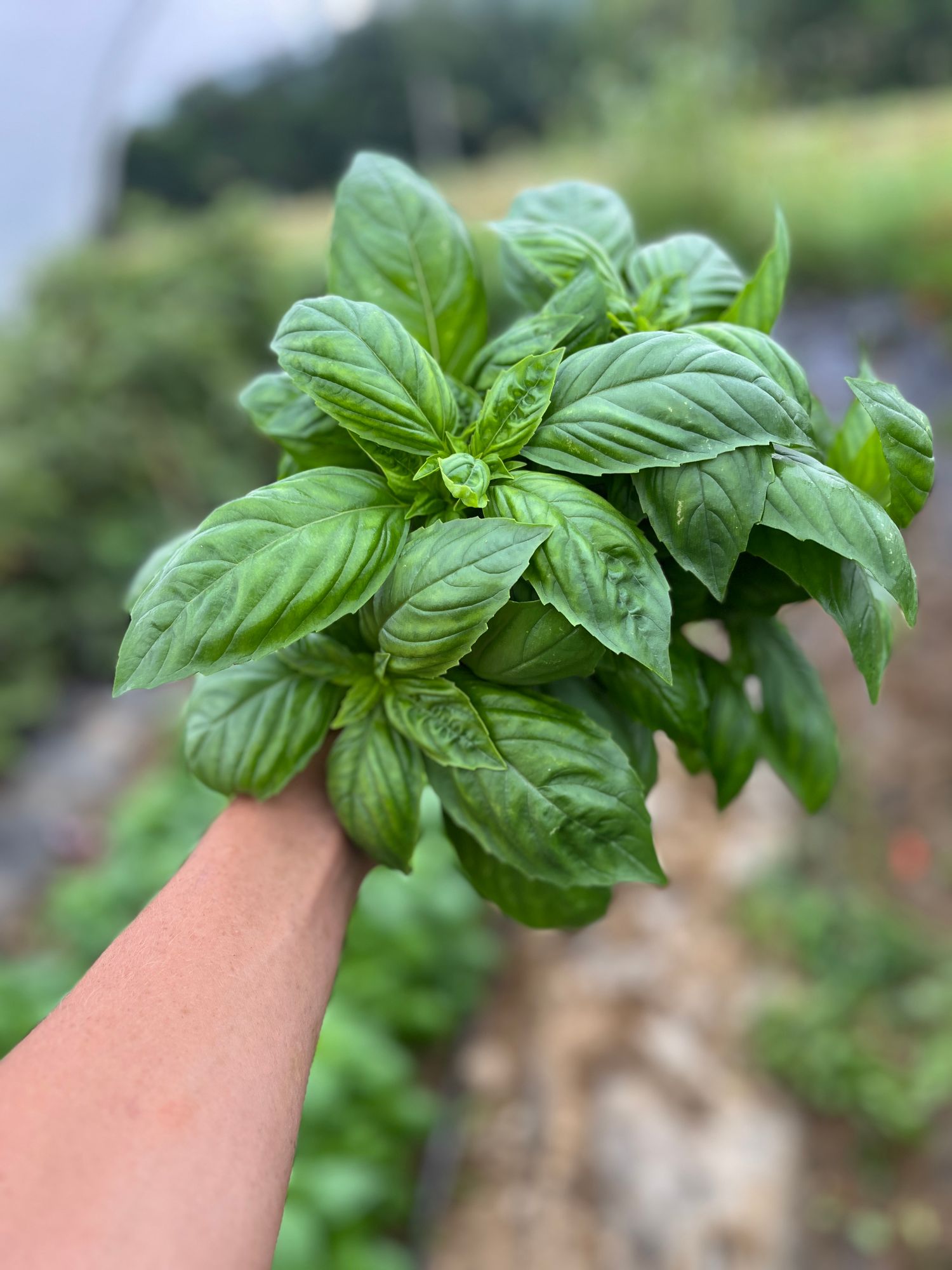 Herb, Basil bunches