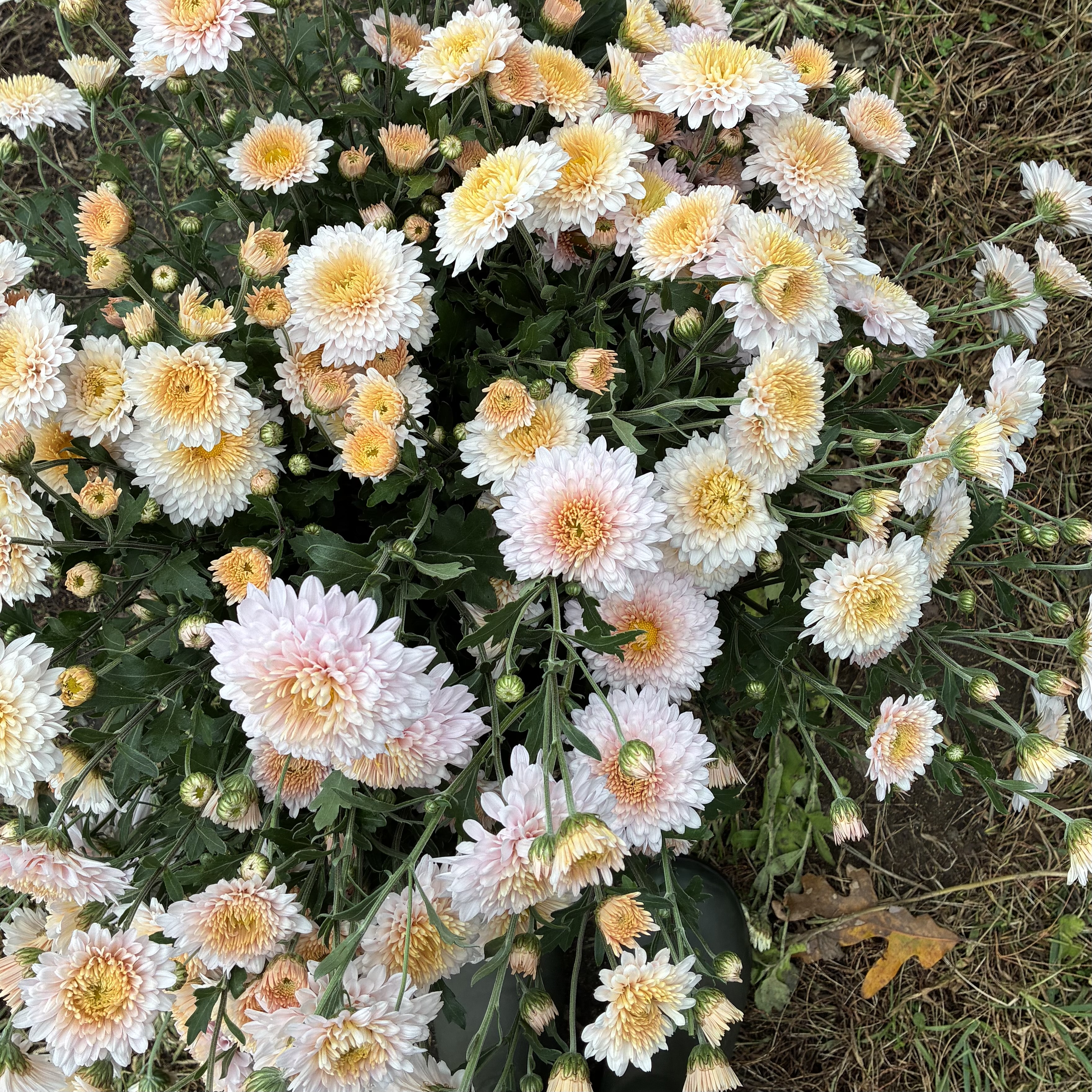 CHRYSANTHEMUM x Helen Mae