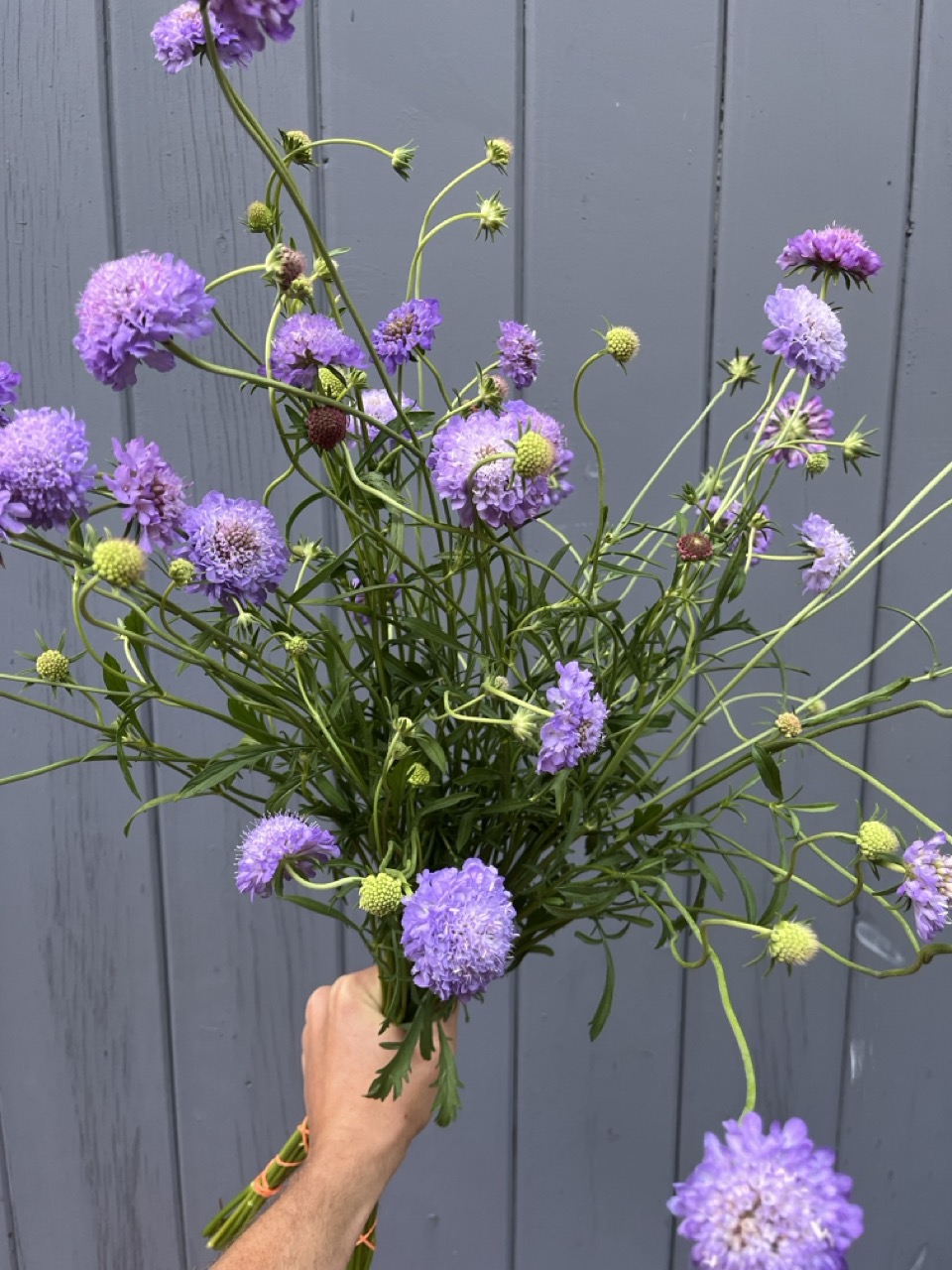 SCABIOSA atropurpurea Oxford Blue