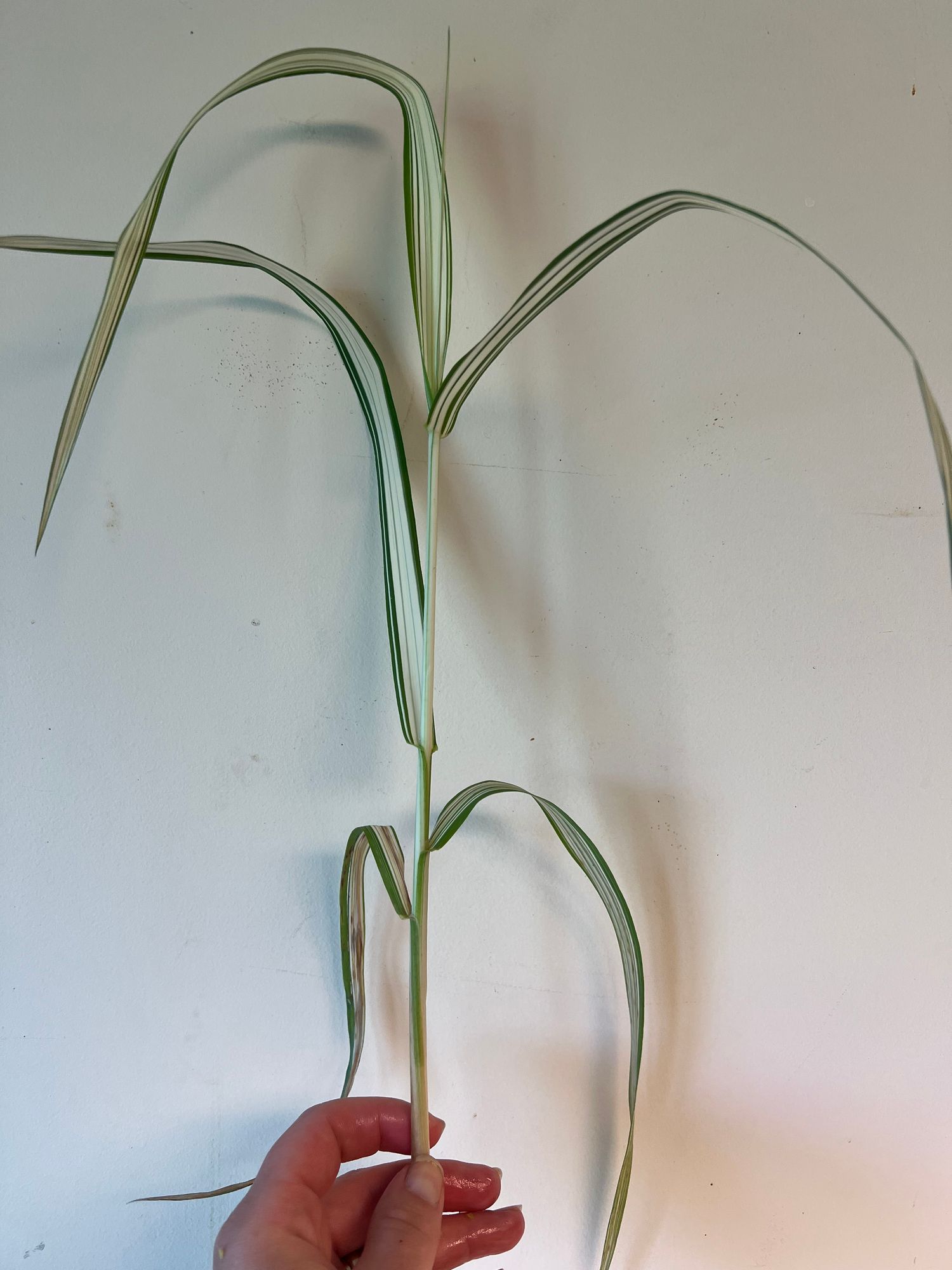 PHALARIS arundinacea