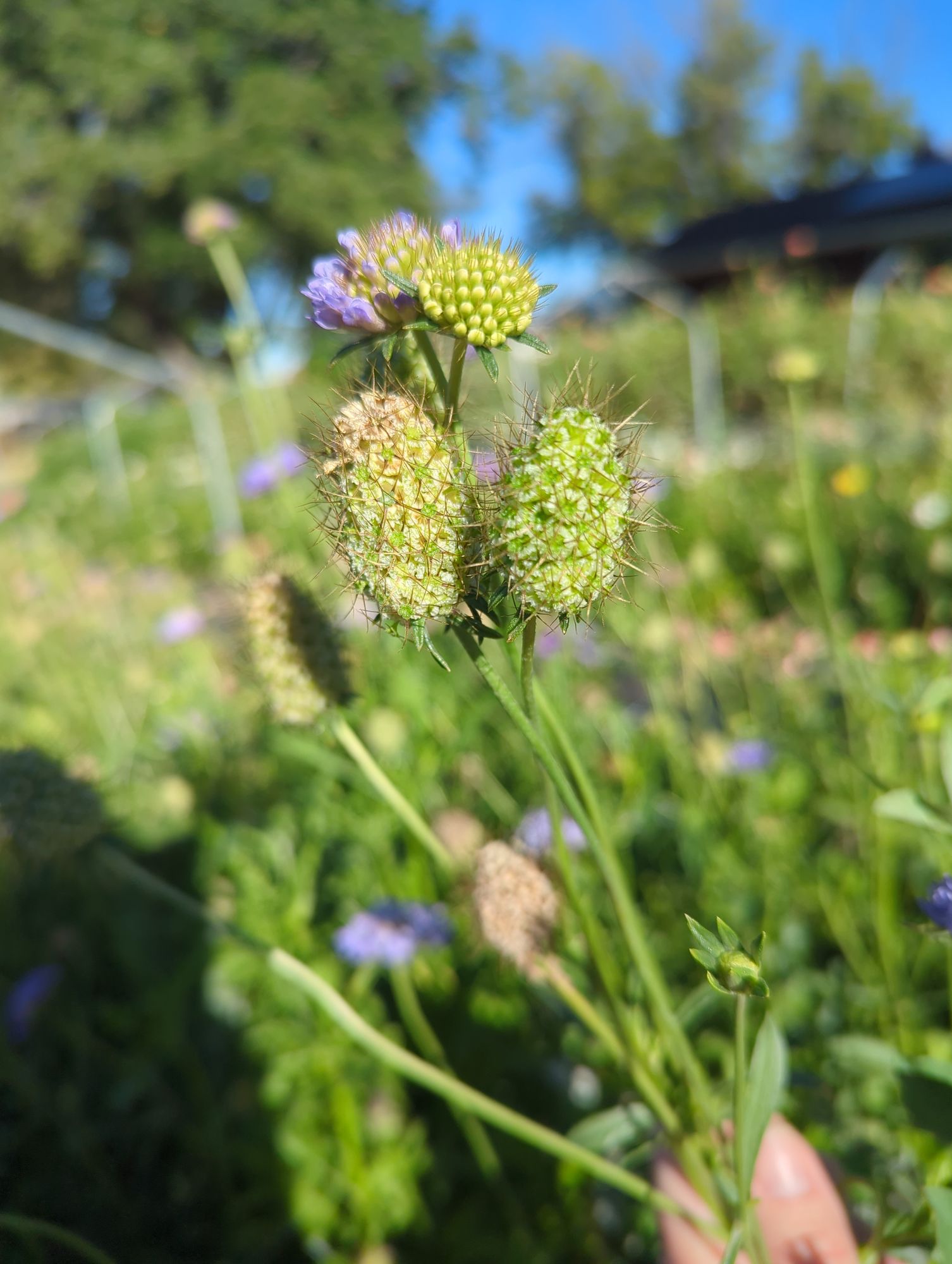 SCABIOSA