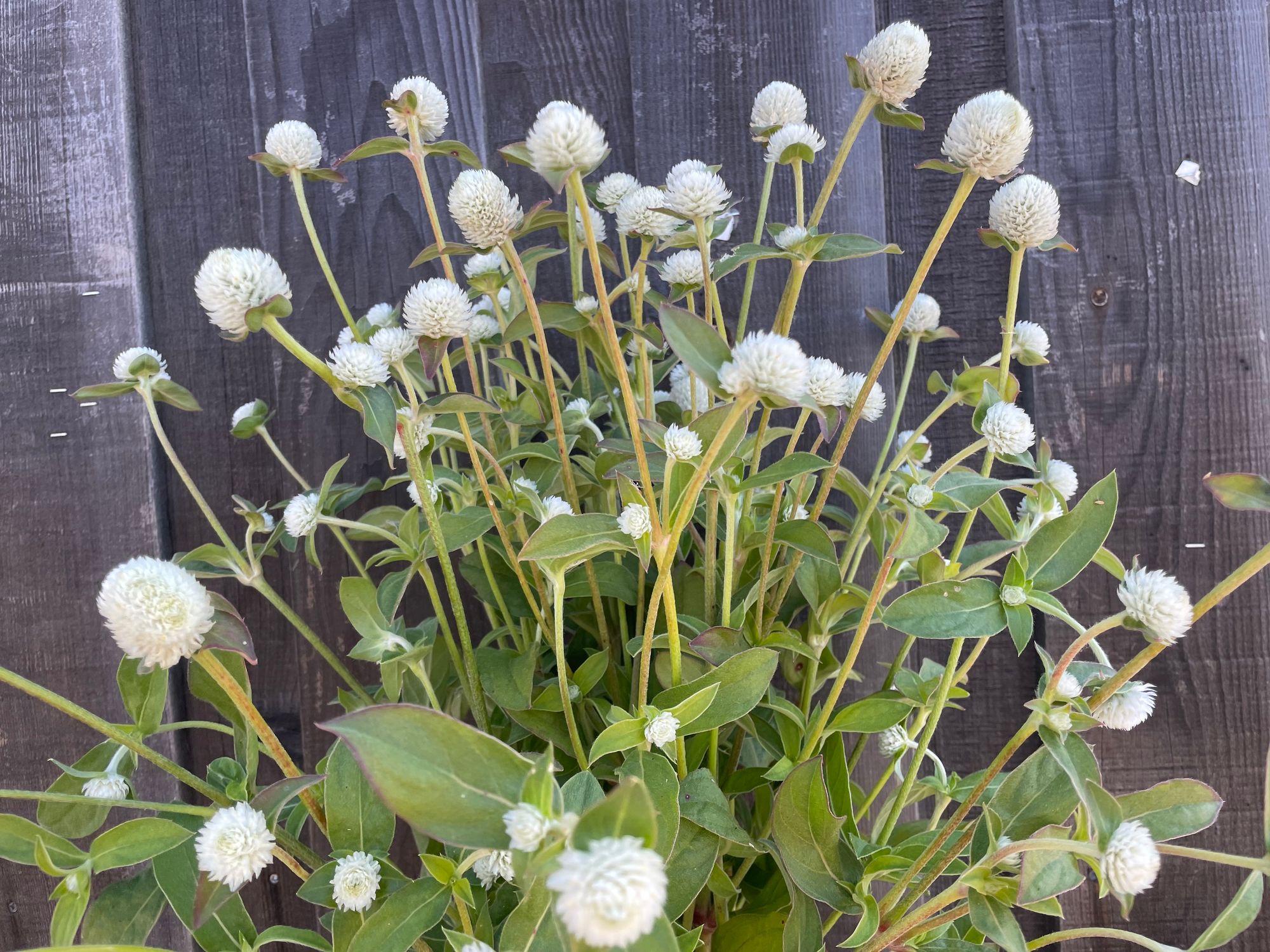 GOMPHRENA globosa Audray