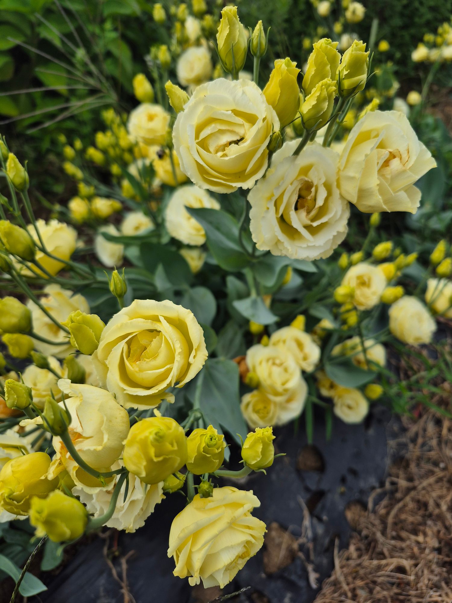EUSTOMA grandiflorum Celeb 2 Yellow