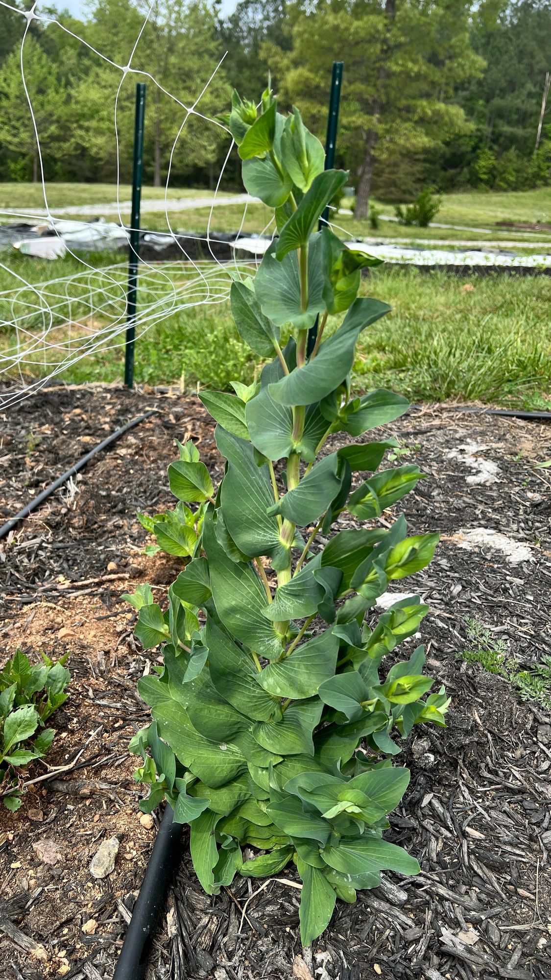 BUPLEURUM griffithii Green Gold