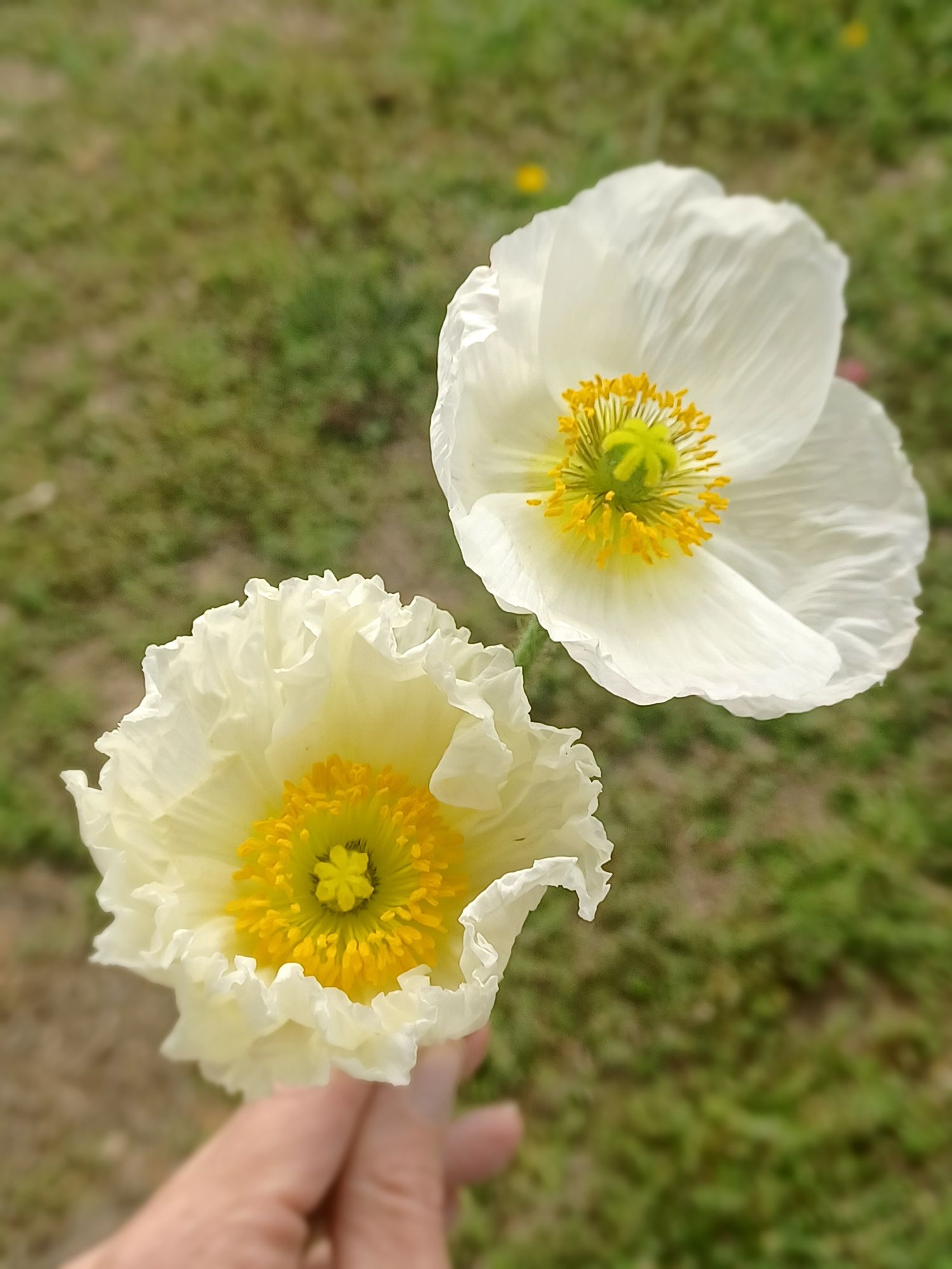 PAPAVER nudicaule Champagne Bubbles