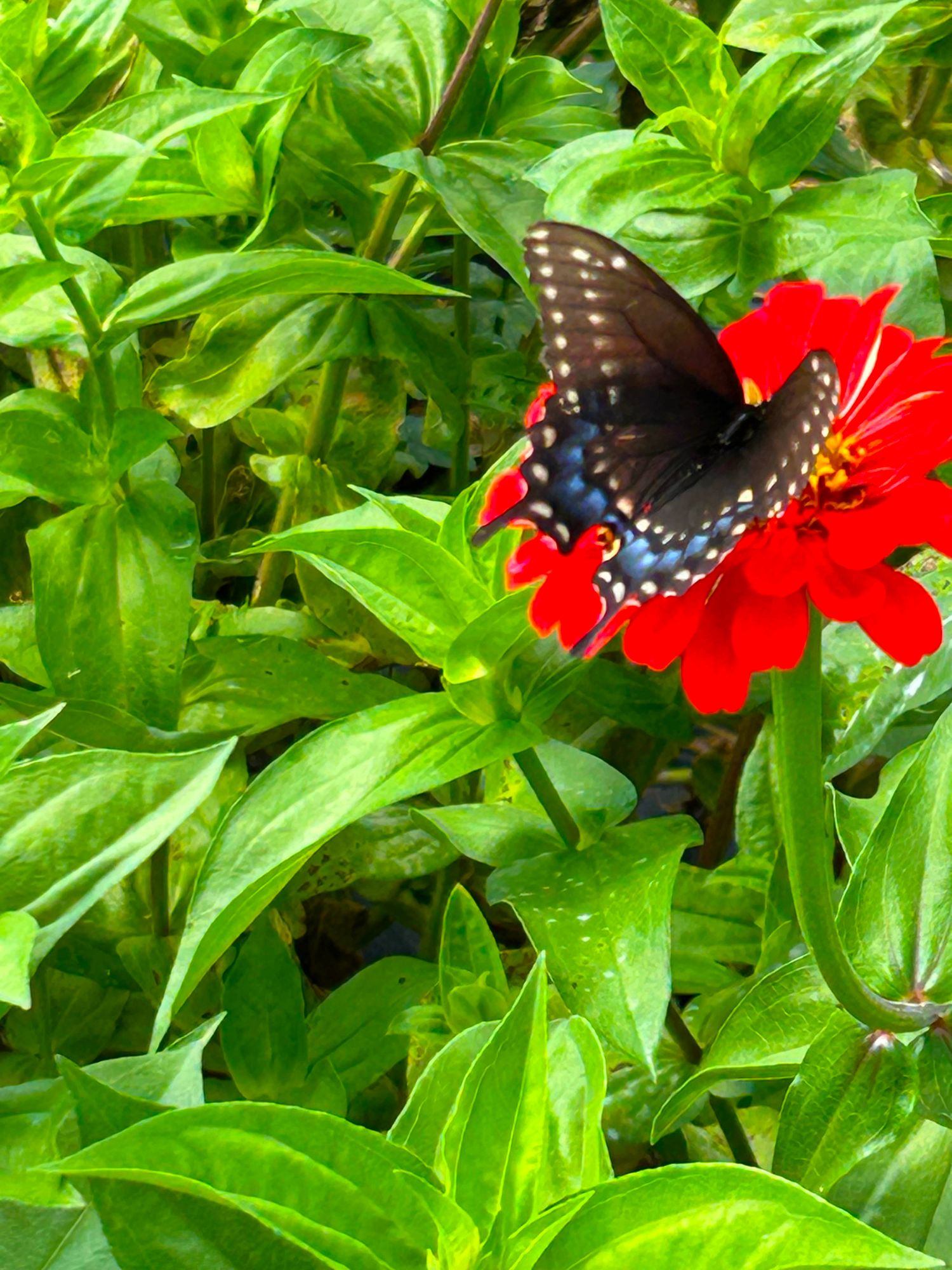 ZINNIA elegans Benarys Giant