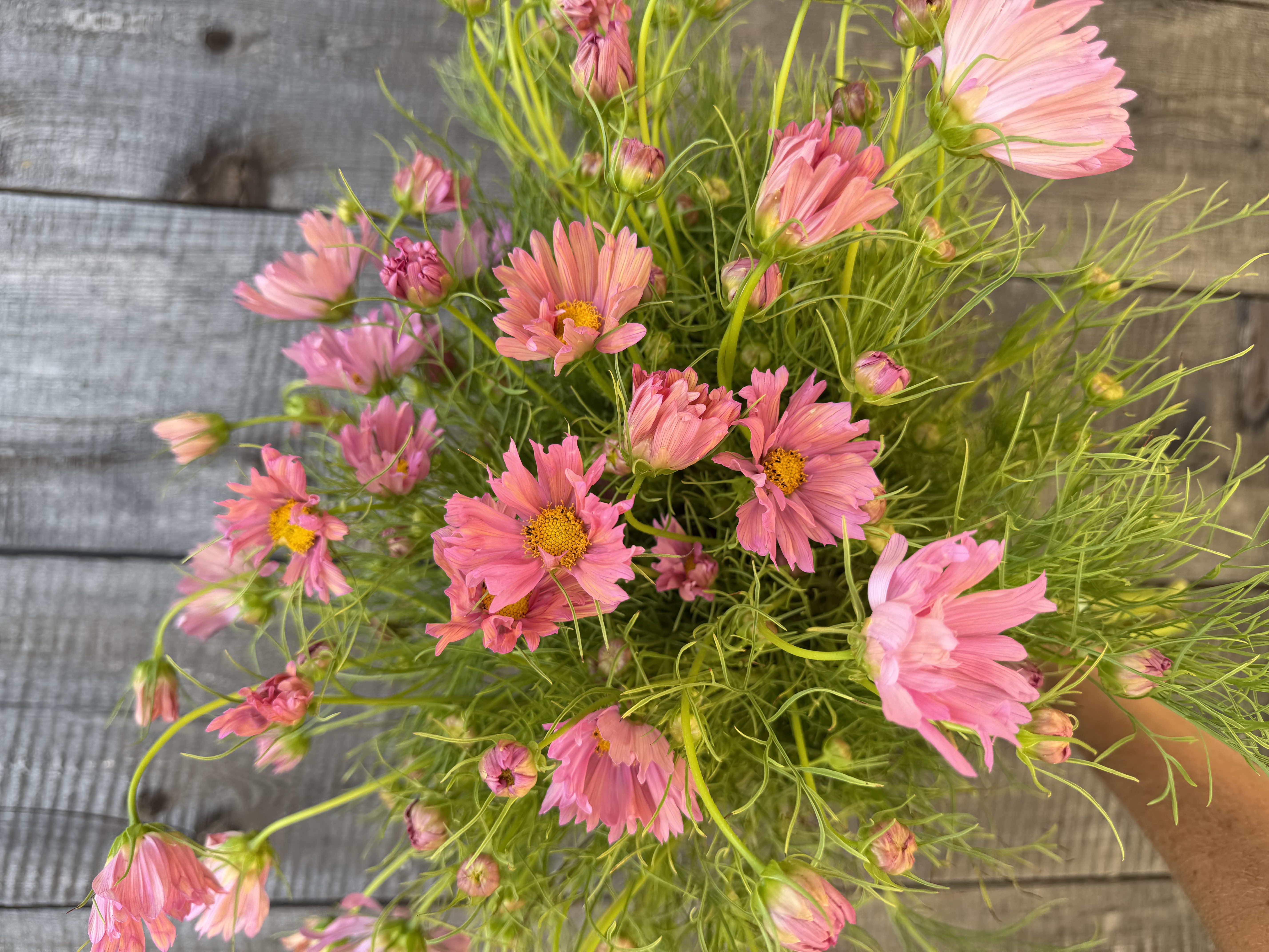 COSMOS bipinnatus Apricotta