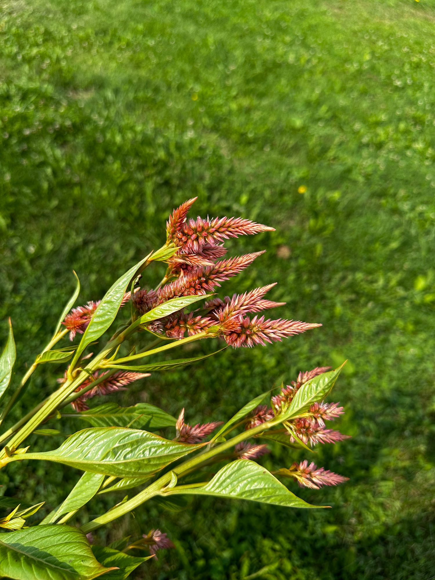 CELOSIA argentea spicata Celway Terracotta