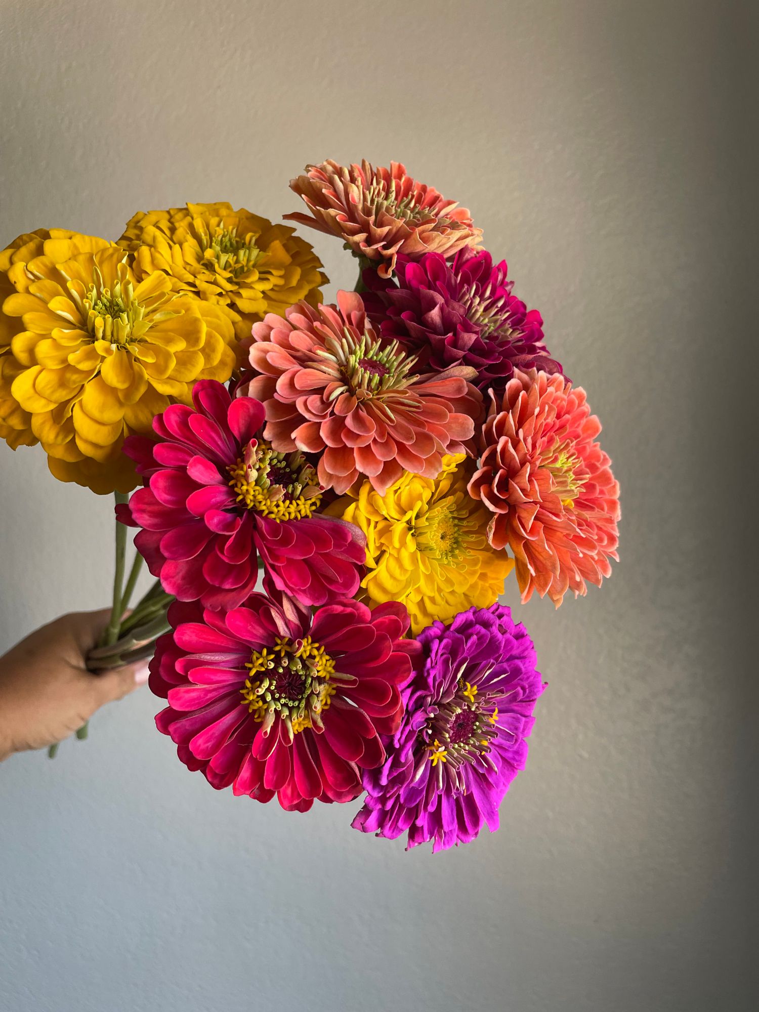 ZINNIA elegans Benarys Giant